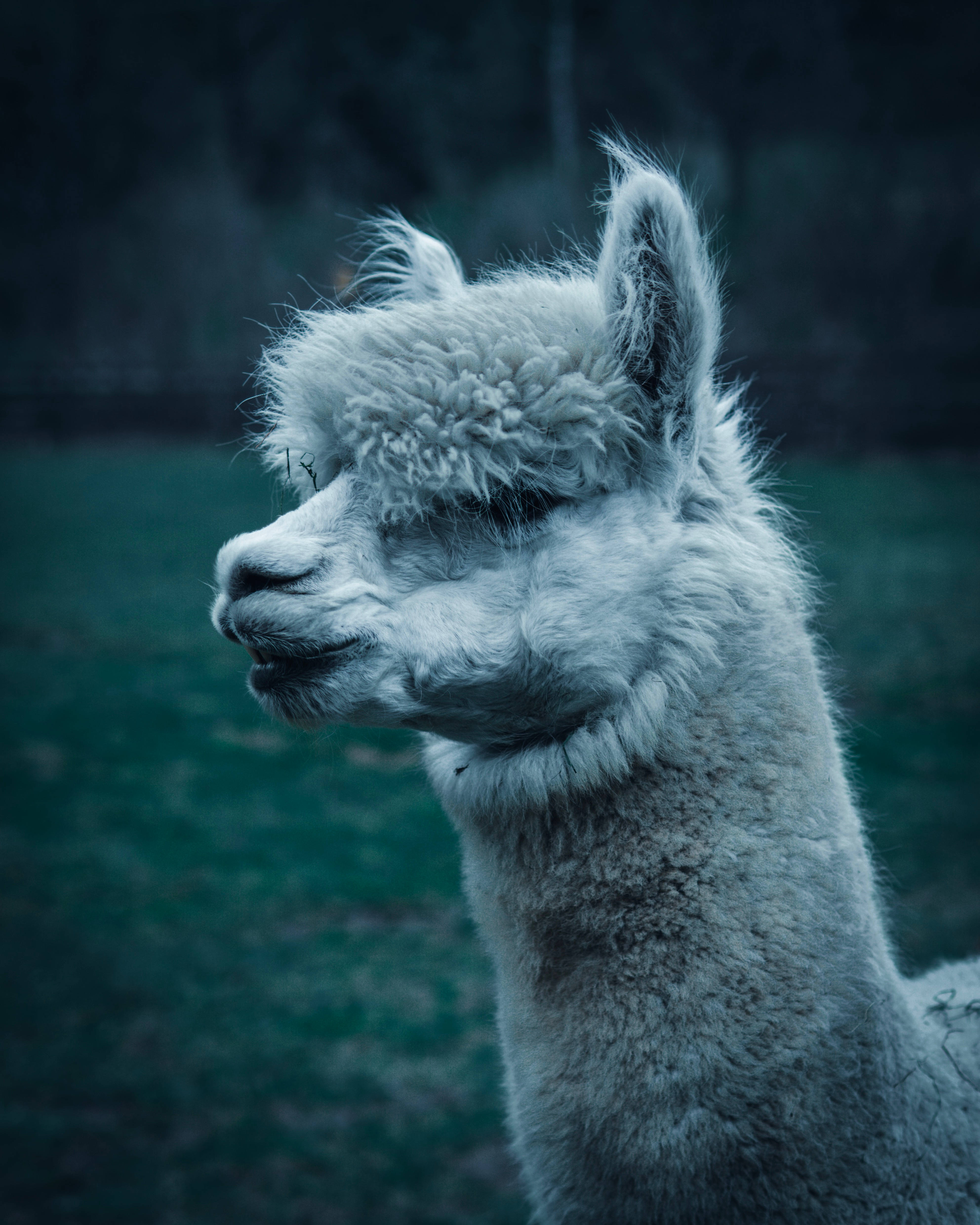 Alpaca 桌布 壁紙 — 一隻毛茸茸的白色羊駝特寫，毛髮柔軟，耳朵警覺，背景是模糊的綠色和藍色。