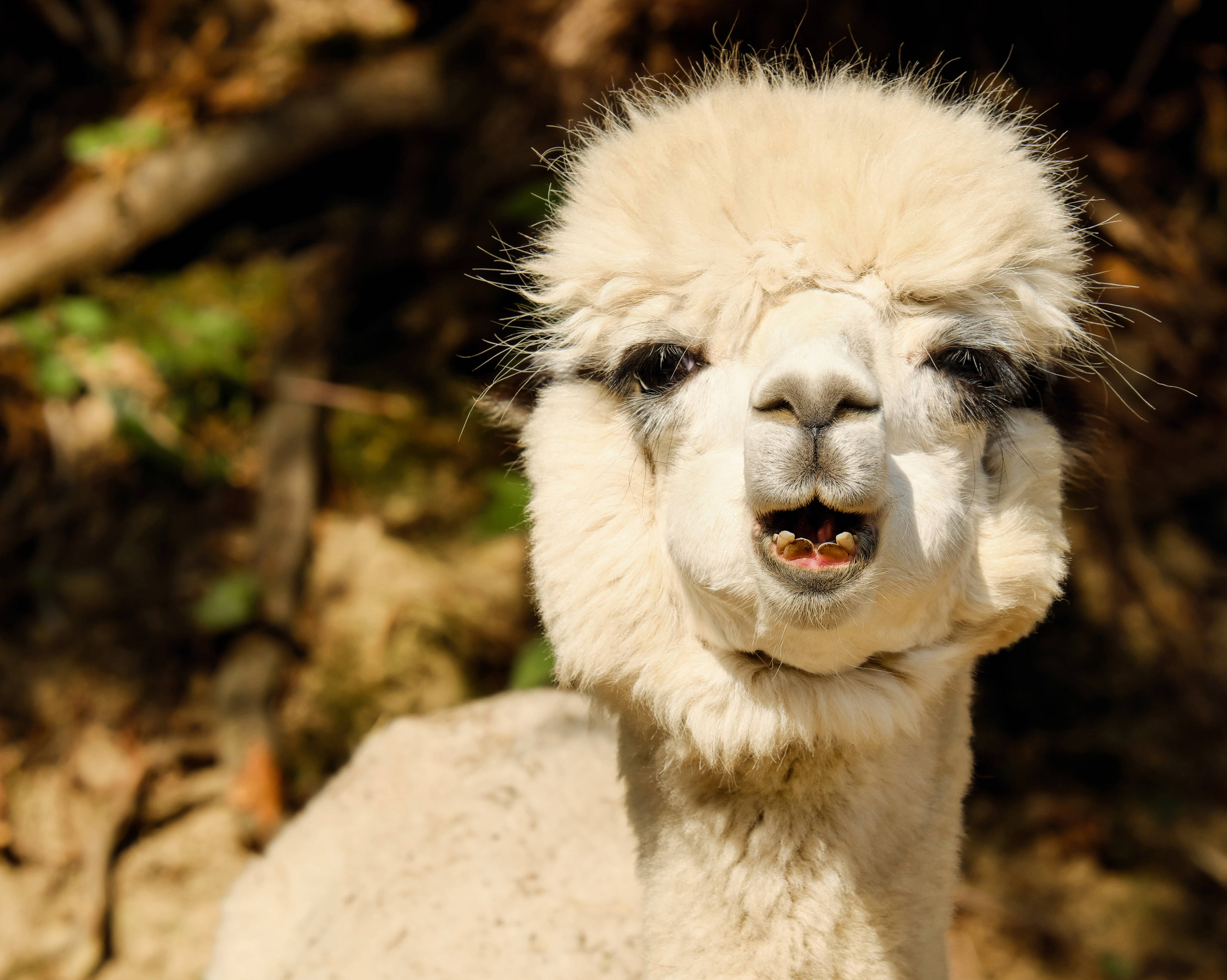 Alpaca 桌布 壁紙 — 一隻毛茸茸的白色羊駝特寫，深色眼睛，張開嘴巴露出牙齒，背景是模糊的森林。