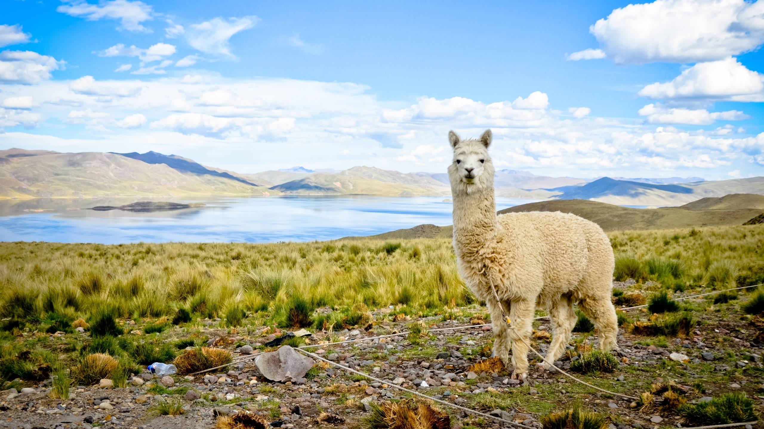 Alpaca 桌布 壁紙 — 一隻毛茸茸的白色羊駝站在草地上，背景是寧靜的湖泊和遠處的山脈，天空湛藍，白雲點點。