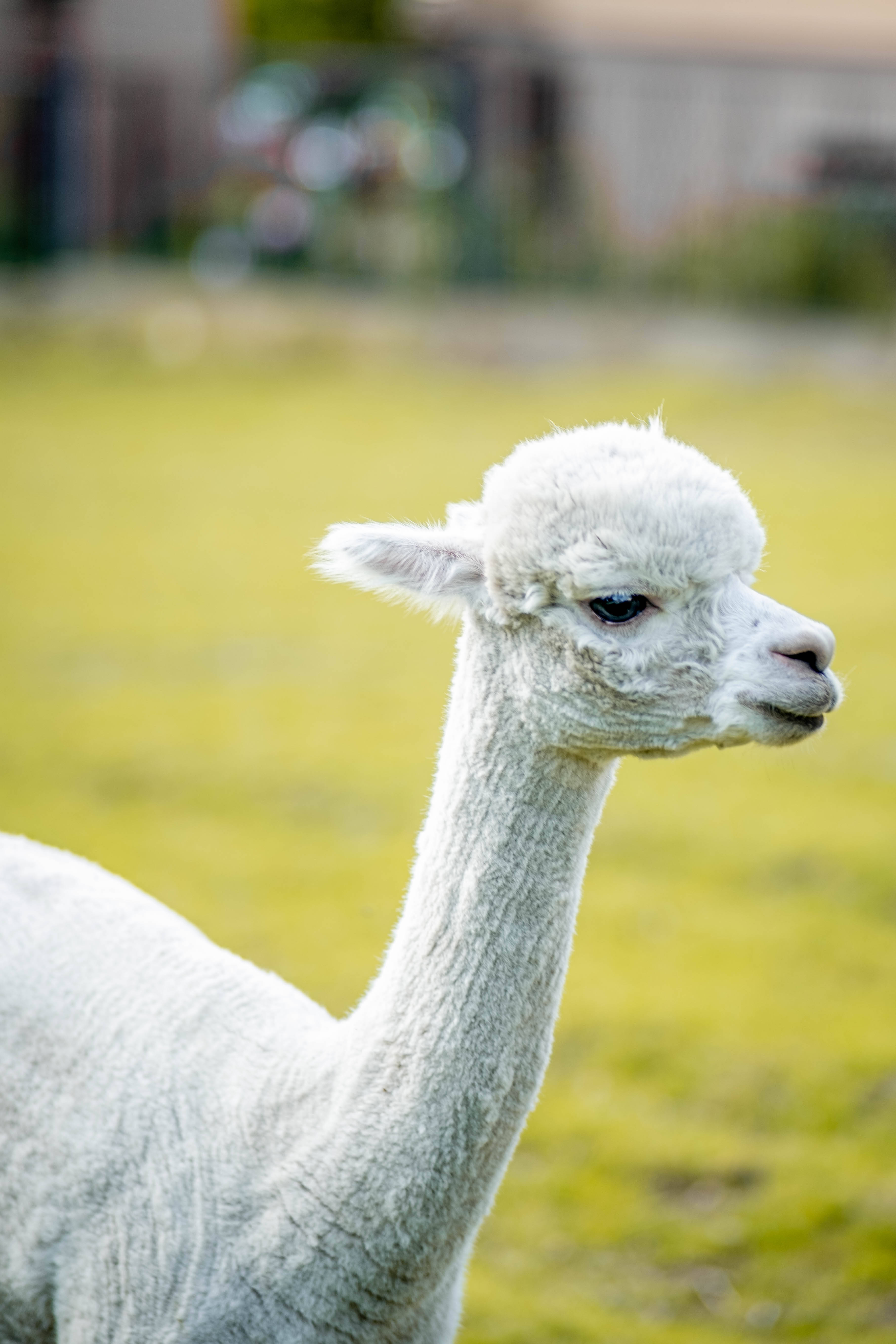 Alpaca 桌布 壁紙 — 一隻毛茸茸的白色羊駝站在陽光明媚的綠色田野中，背景柔和模糊。