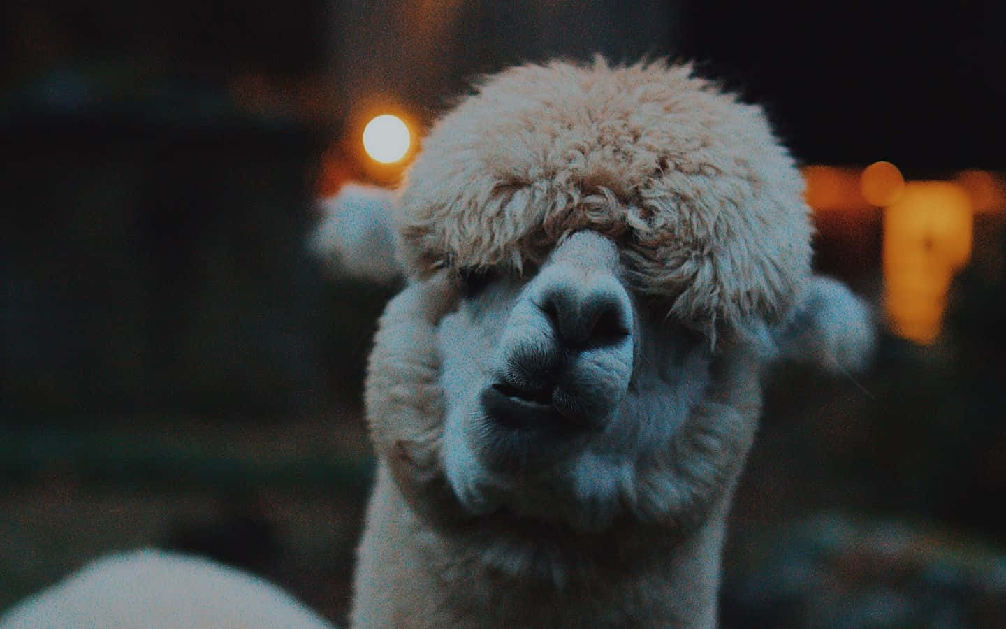 動物 桌布 壁紙 — 一隻毛茸茸的白色羊駝閉上眼睛，在溫暖散景燈光的黑暗背景下的特寫。