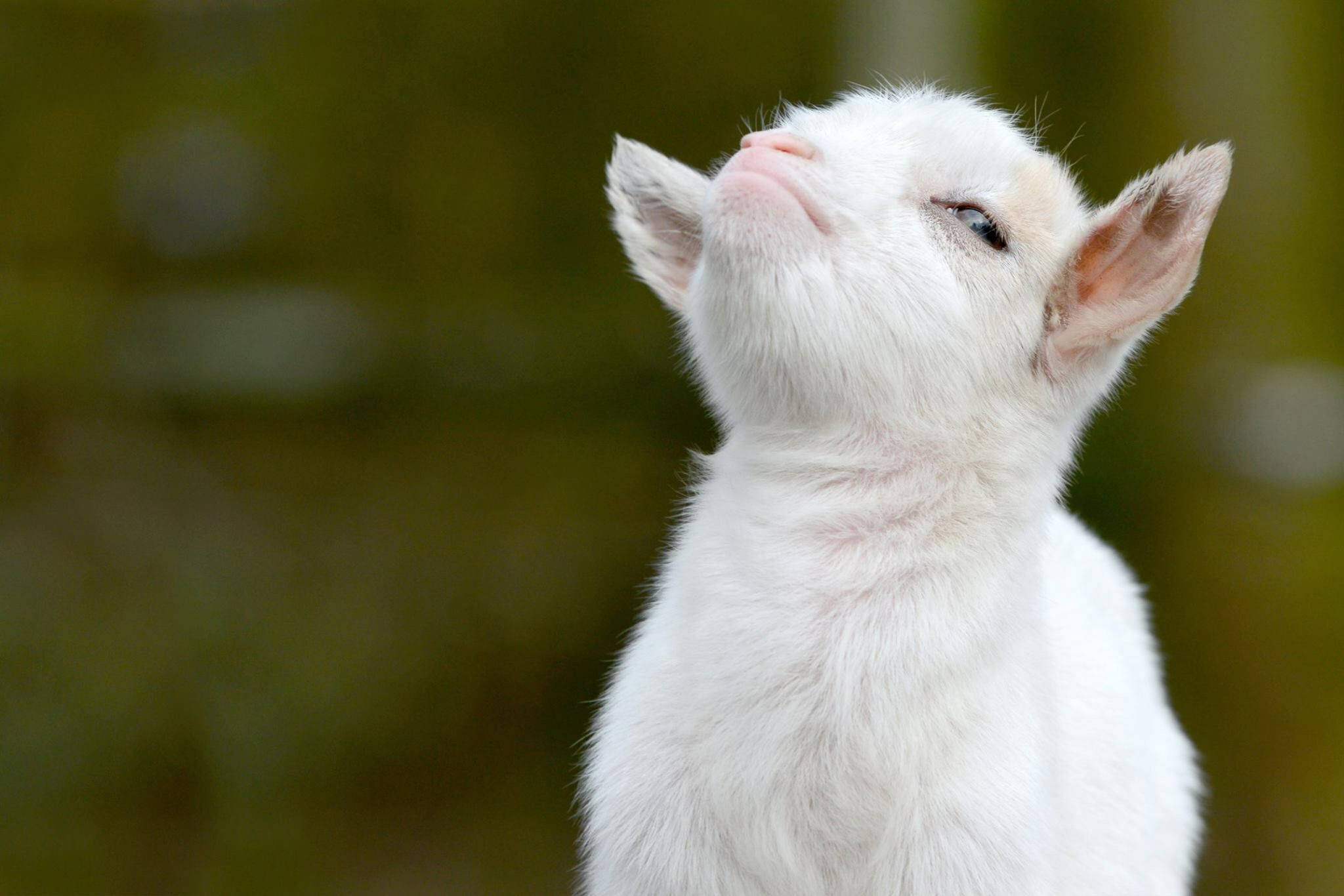 baby animal 桌布 壁紙 — 一隻毛茸茸的白色羔羊在模糊的綠色背景下用溫柔的眼睛向上凝視。
