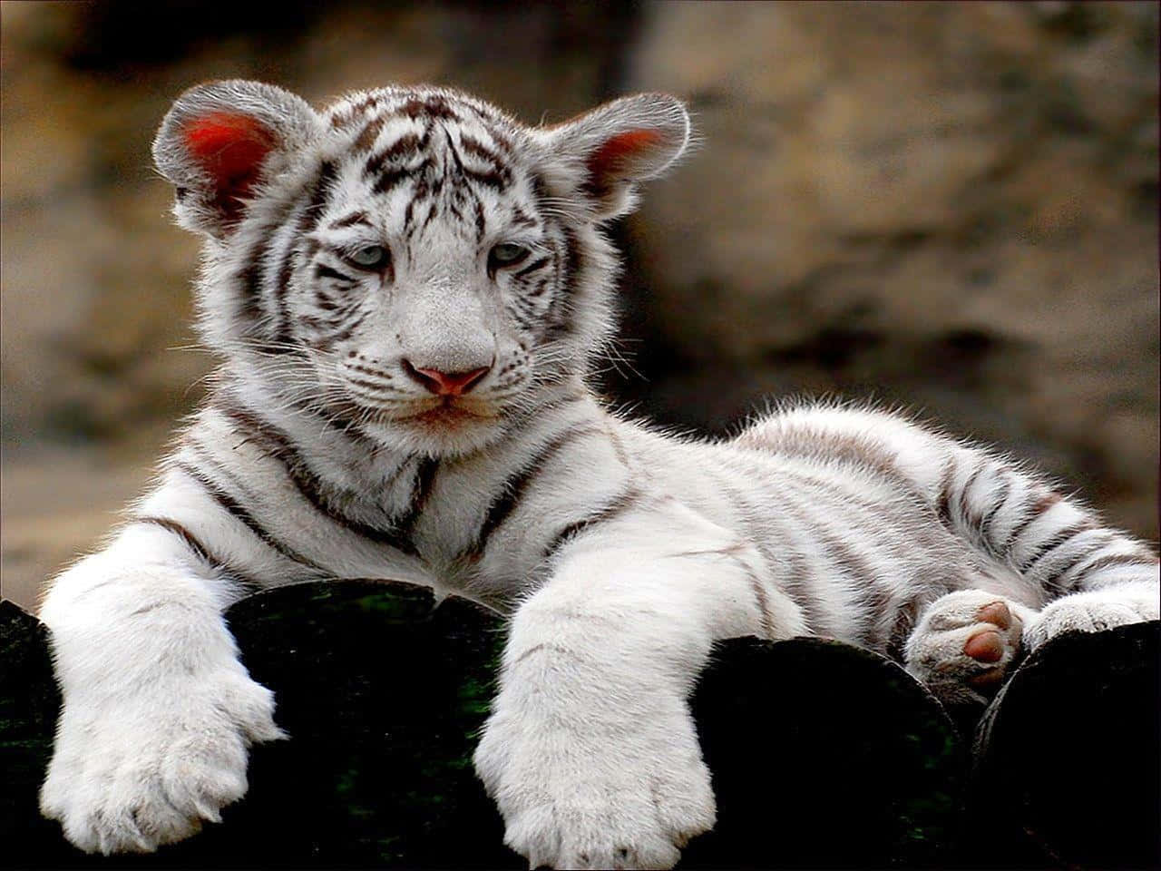 Cute Tiger 桌布 壁紙 — 一隻毛茸茸的白色老虎幼崽，帶有黑色條紋，將爪子放在深色表面上，平靜地凝視著鏡頭。
