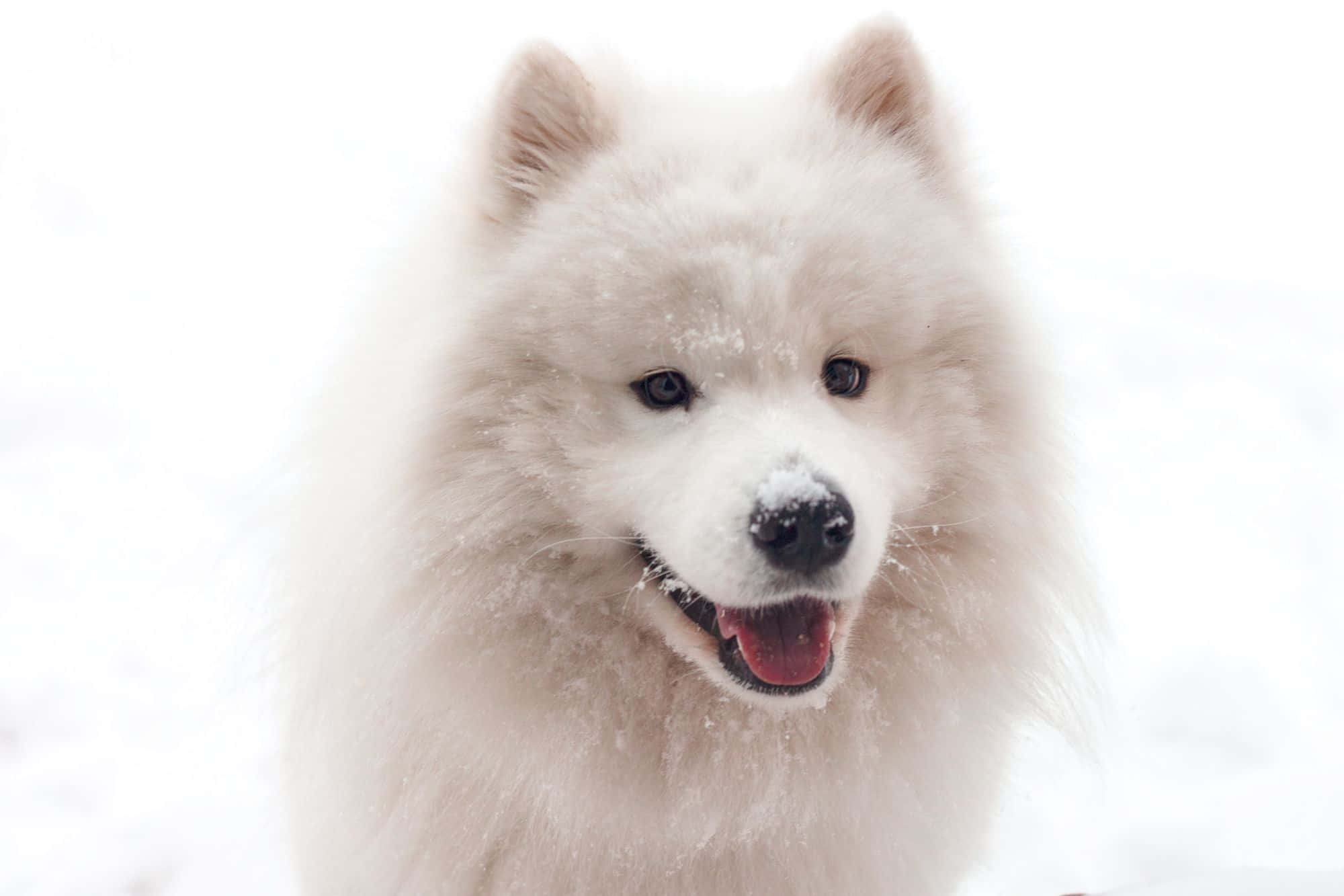 狗 桌布 壁紙 — 一隻毛茸茸的白色薩摩耶犬，毛上有雪花，在雪白的冬日場景中開心地微笑。