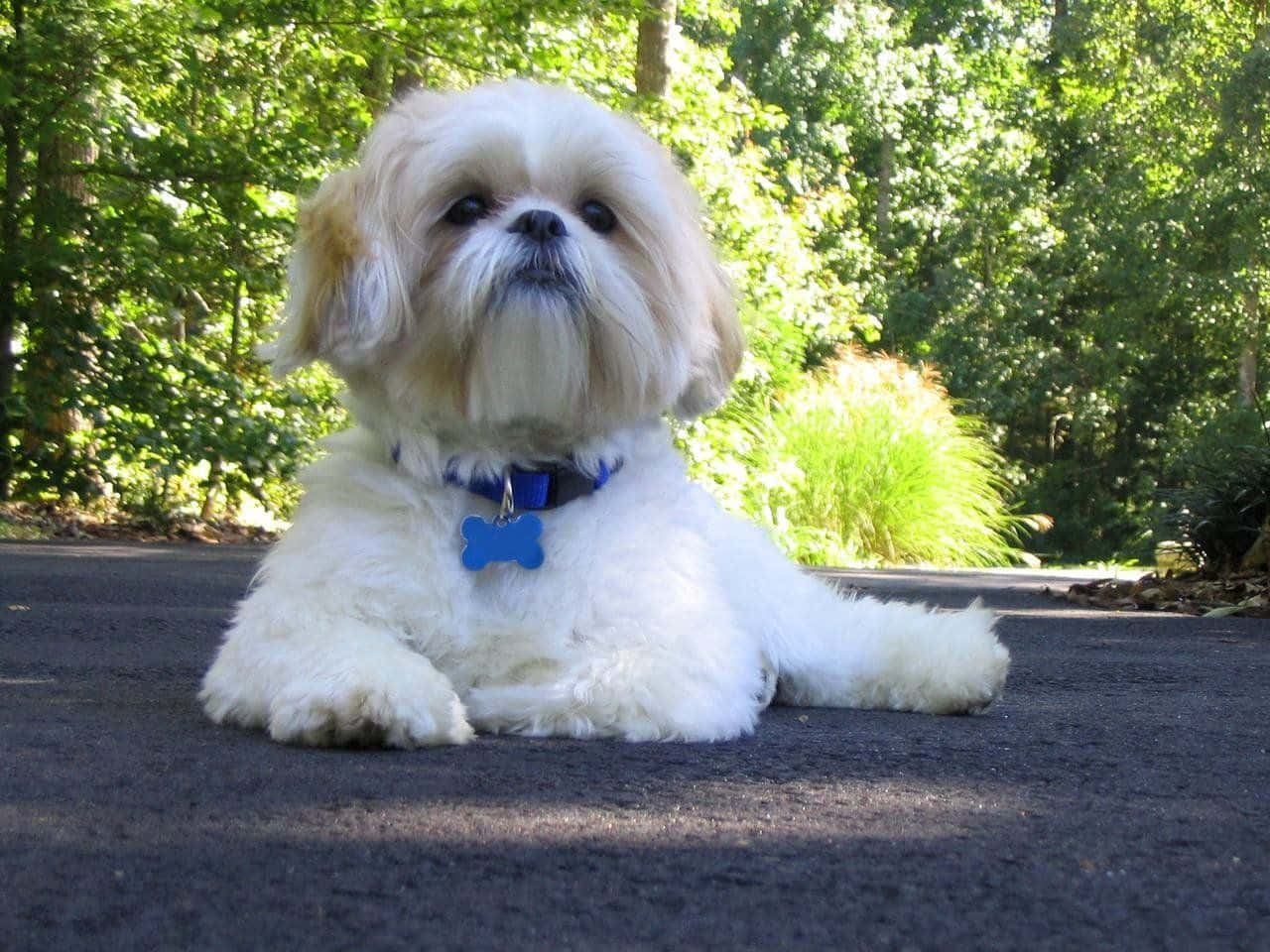 shih tzu 桌布 壁紙 — 一隻毛茸茸的白色西施犬，帶著藍色骨頭形狀的標籤，在鋪砌的小徑上休息，周圍是茂密的綠樹。