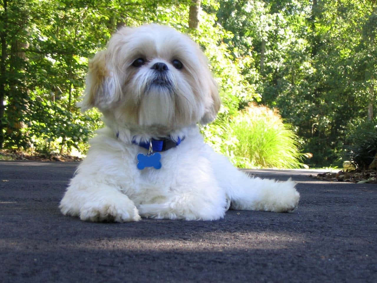 狗 桌布 壁紙 — 一隻毛茸茸的白色西施犬幼犬，戴著藍色骨頭標籤，躺在鋪砌的小路上，周圍是陽光照耀的綠色樹木。