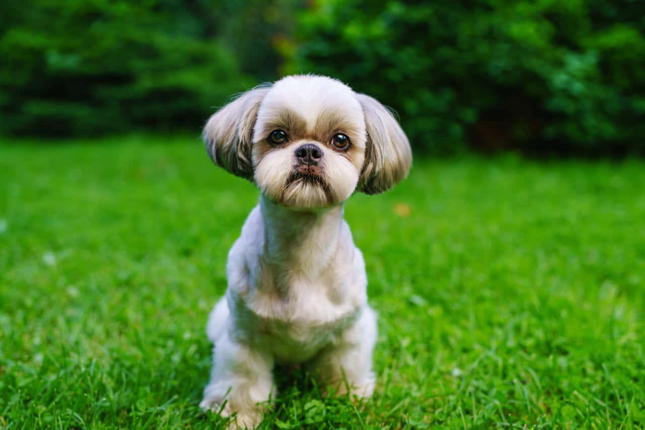 shih tzu 桌布 壁紙 — 一隻毛茸茸的白色西施犬幼犬專注地坐在鮮綠色的草地上，背景柔和，樹木茂盛。