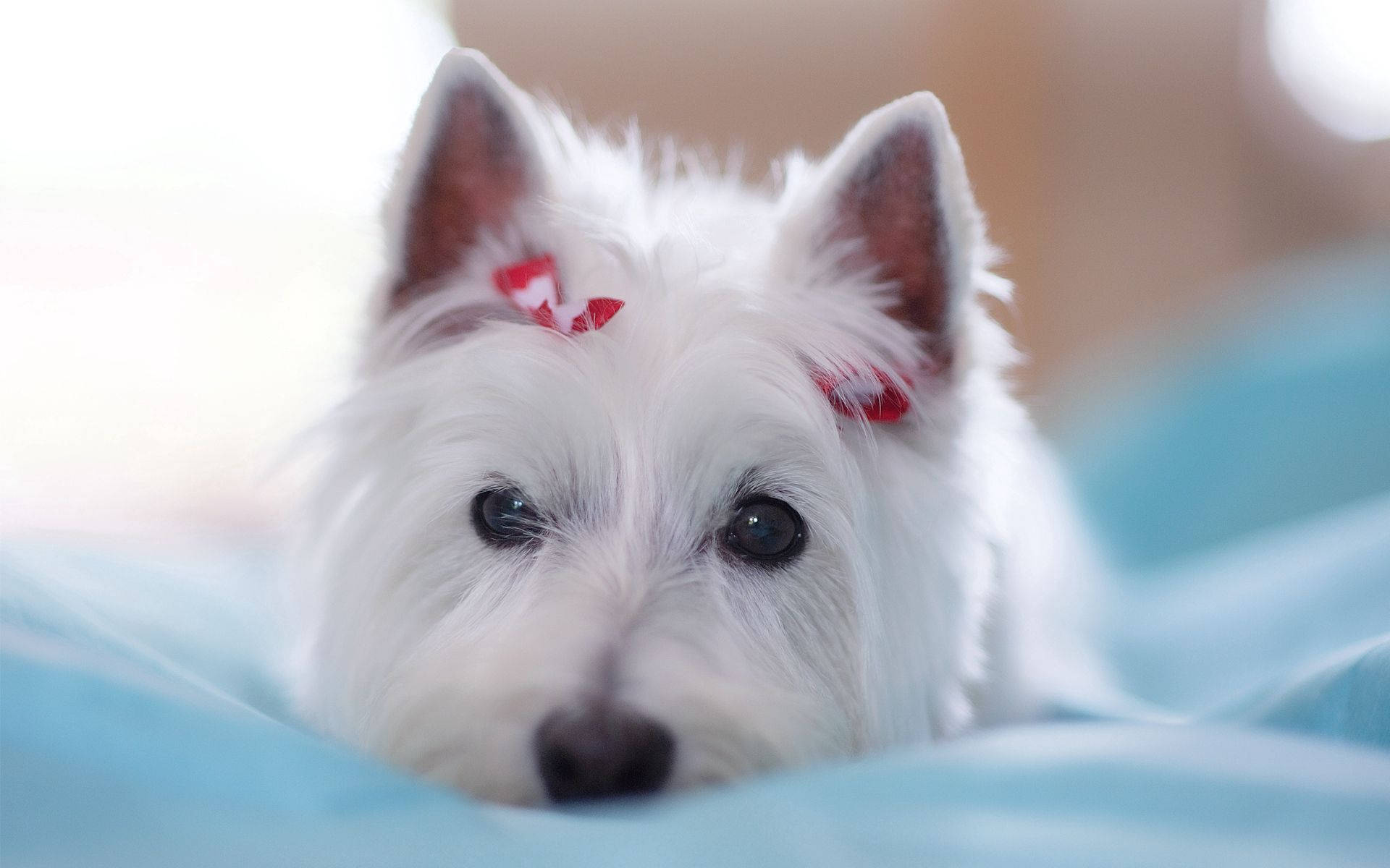 Beautiful Dog 桌布 壁紙 — 一隻毛茸茸的白色西部高地白梗，戴著紅色蝴蝶結，將頭靠在柔軟的藍色毯子上，溫柔地凝視著鏡頭。