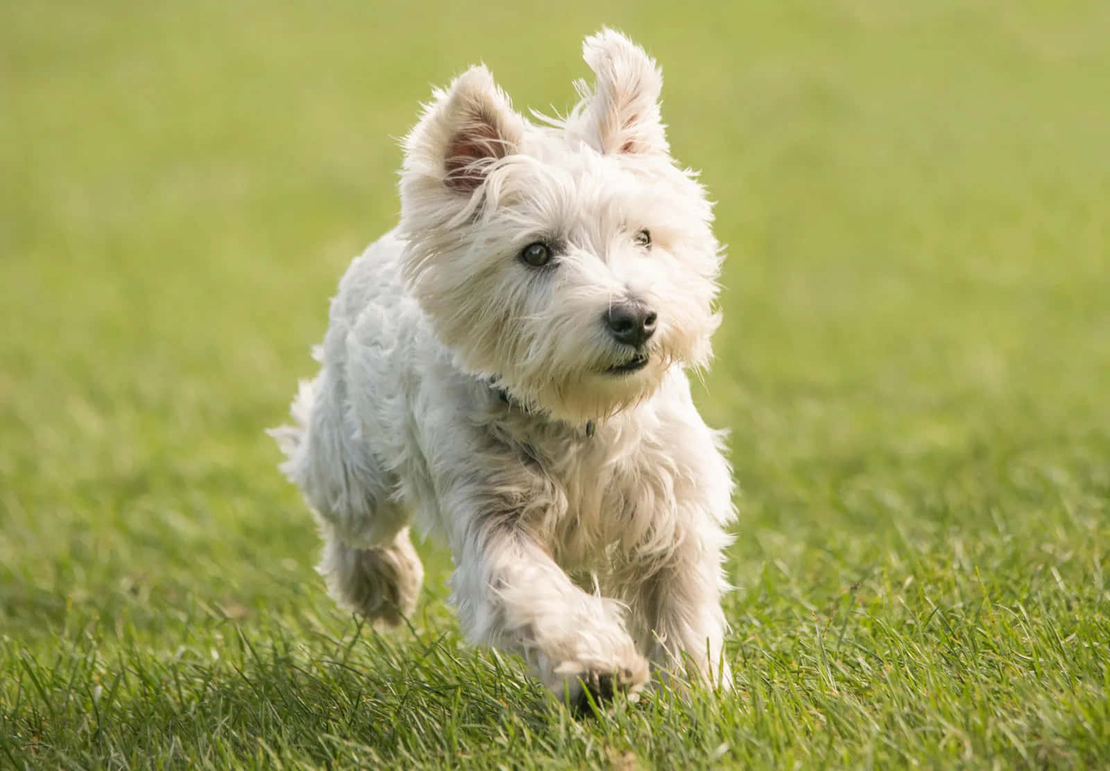 Terrier Dog 桌布 壁紙 — 一隻毛茸茸的白色西部高地白梗在明亮的陽光下充滿活力地奔跑在充滿活力的綠色草坪上。