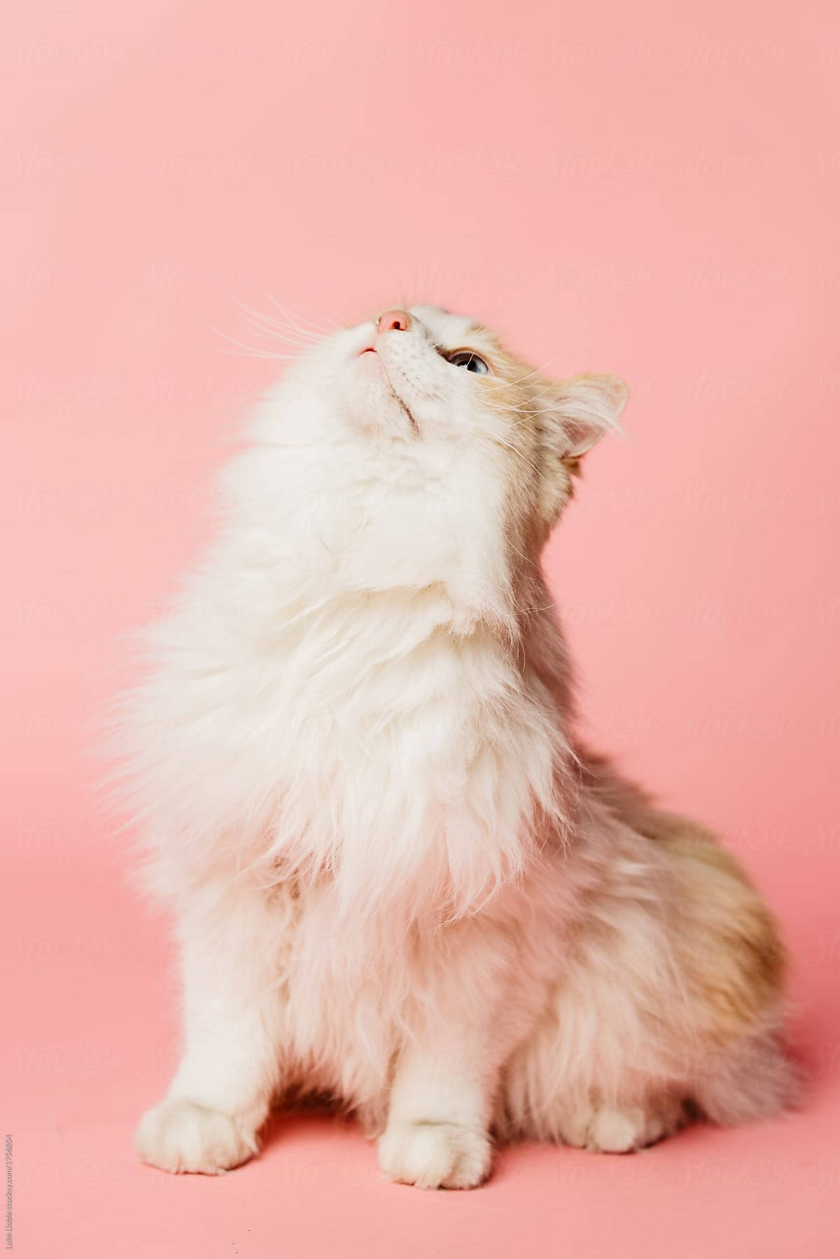 Pink Cat 桌布 壁紙 — 一隻毛茸茸的白色貓咪帶有淺棕色斑點，直立在純粉紅色背景前，抬頭帶著好奇的表情。