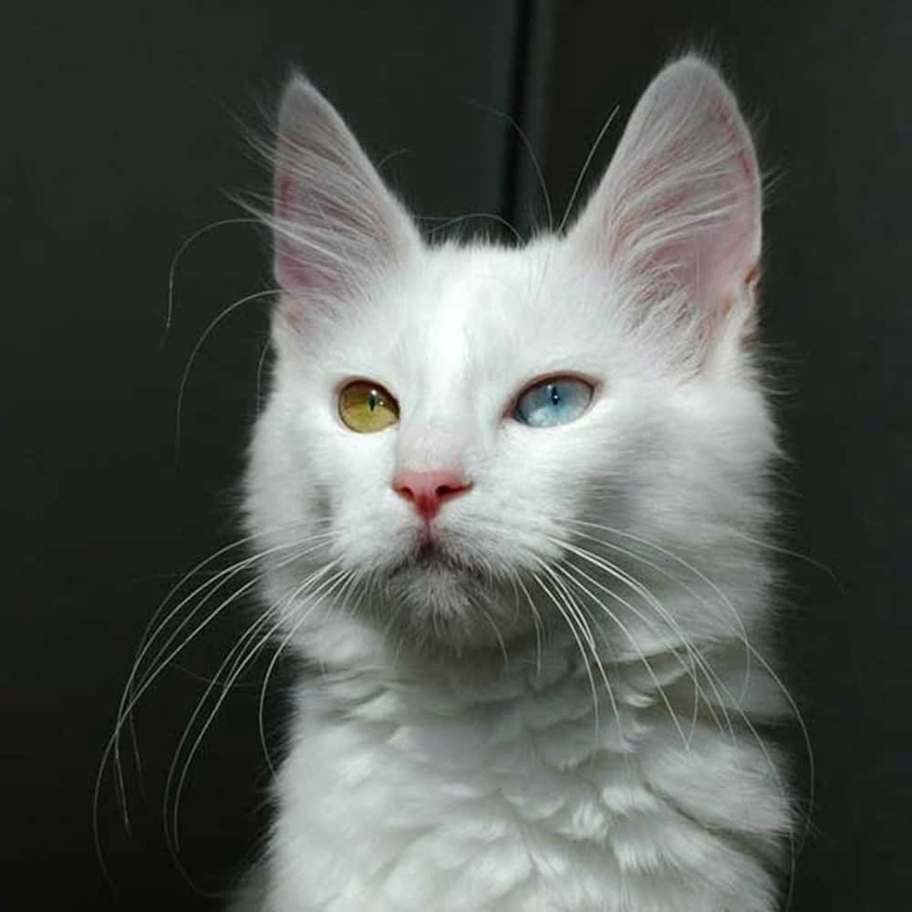 Turkish Angora 桌布 壁紙 — 一隻毛茸茸的白色貓咪的特寫，牠有對引人注目的異色瞳（一隻金色、一隻藍色），背景是深色。