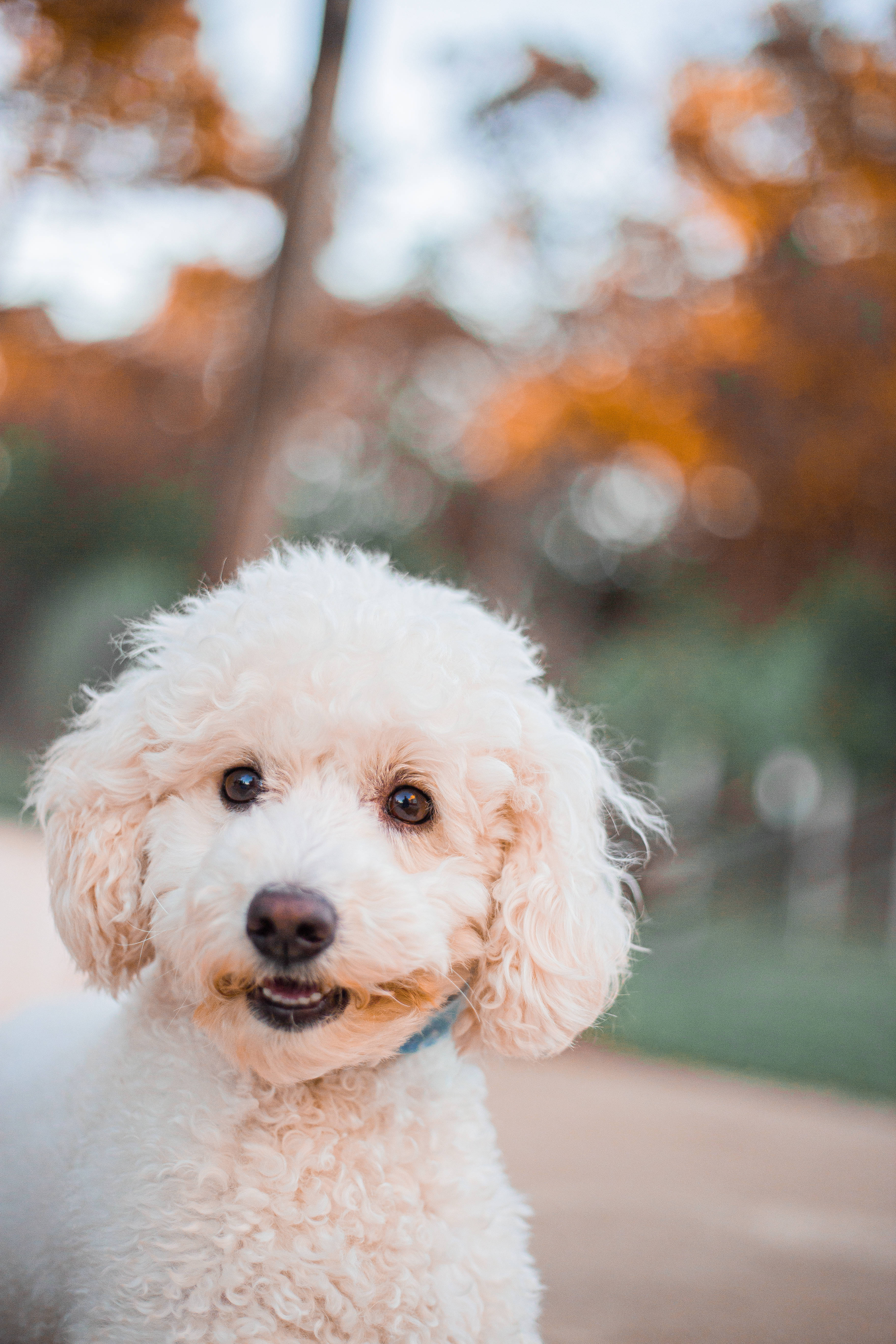 Poodle 桌布 壁紙 — 一隻毛茸茸的白色貴賓犬幼犬，深色眼睛，戴著藍色項圈，在柔和模糊的秋日背景下好奇地凝視著鏡頭。