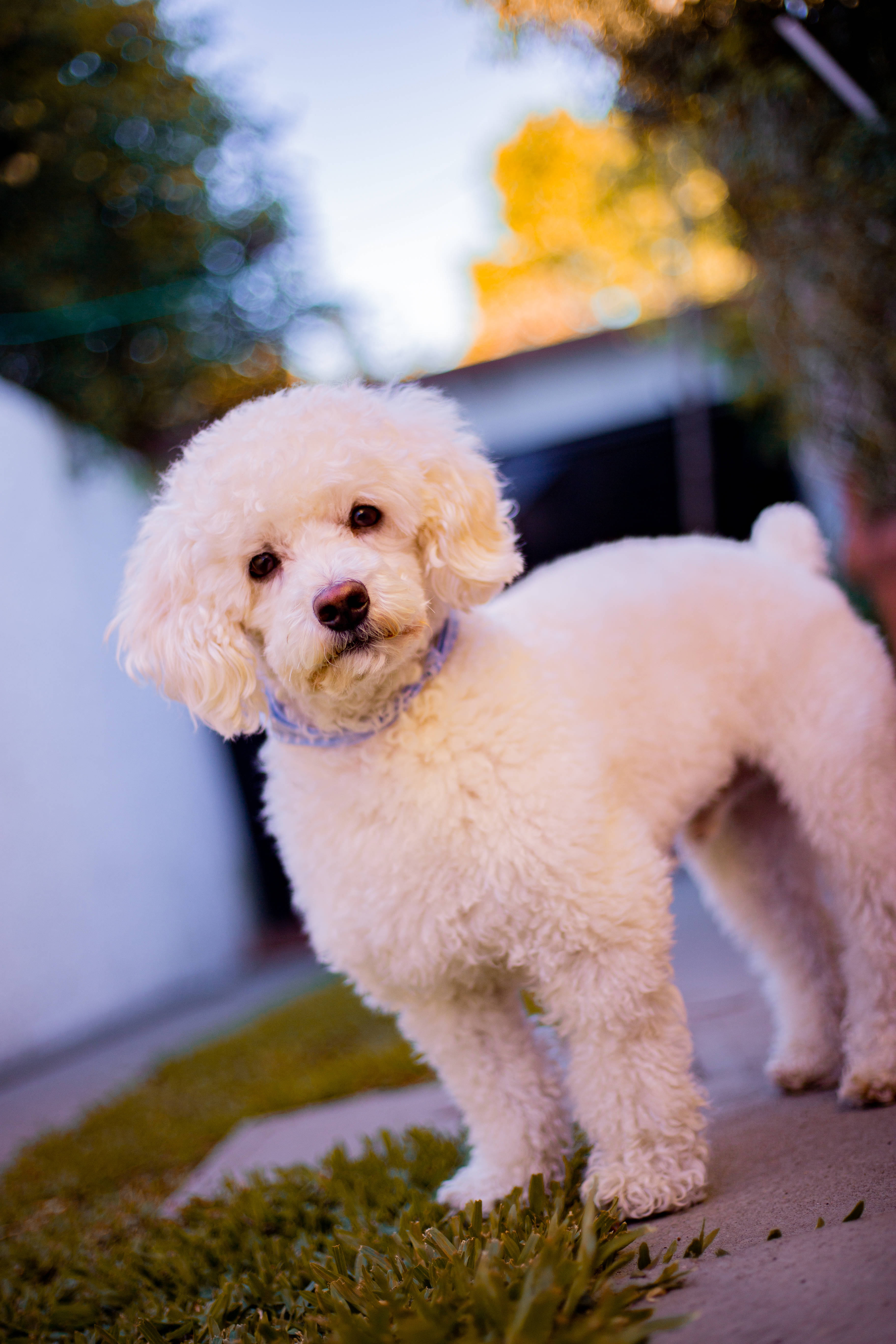 Poodle 桌布 壁紙 — 一隻毛茸茸的白色貴賓狗在溫暖的金色陽光下，警覺地站在綠草旁的人行道上。