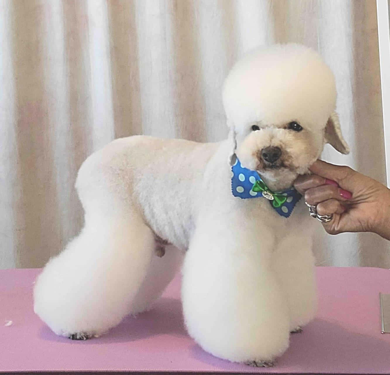 Poodle 桌布 壁紙 — 一隻毛茸茸的白色貴賓狗戴著藍色圓點蝴蝶結，站在粉紅色的美容桌上，一隻手輕輕托著牠的下巴。