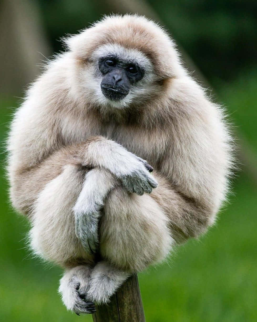 Android Gibbon 桌布 壁紙 — 一隻毛茸茸的白色長臂猿平靜地坐在木柱上，背景是柔和的綠色模糊效果。