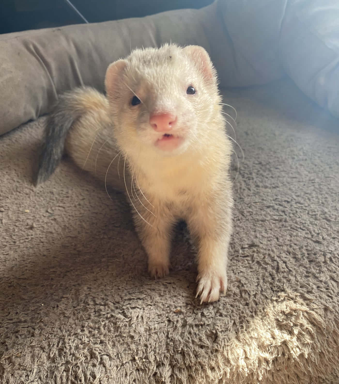 Ferret 桌布 壁紙 — 一隻毛茸茸的白色雪貂，粉紅色鼻子，警覺地坐在有紋理的米色地毯上，直視鏡頭。