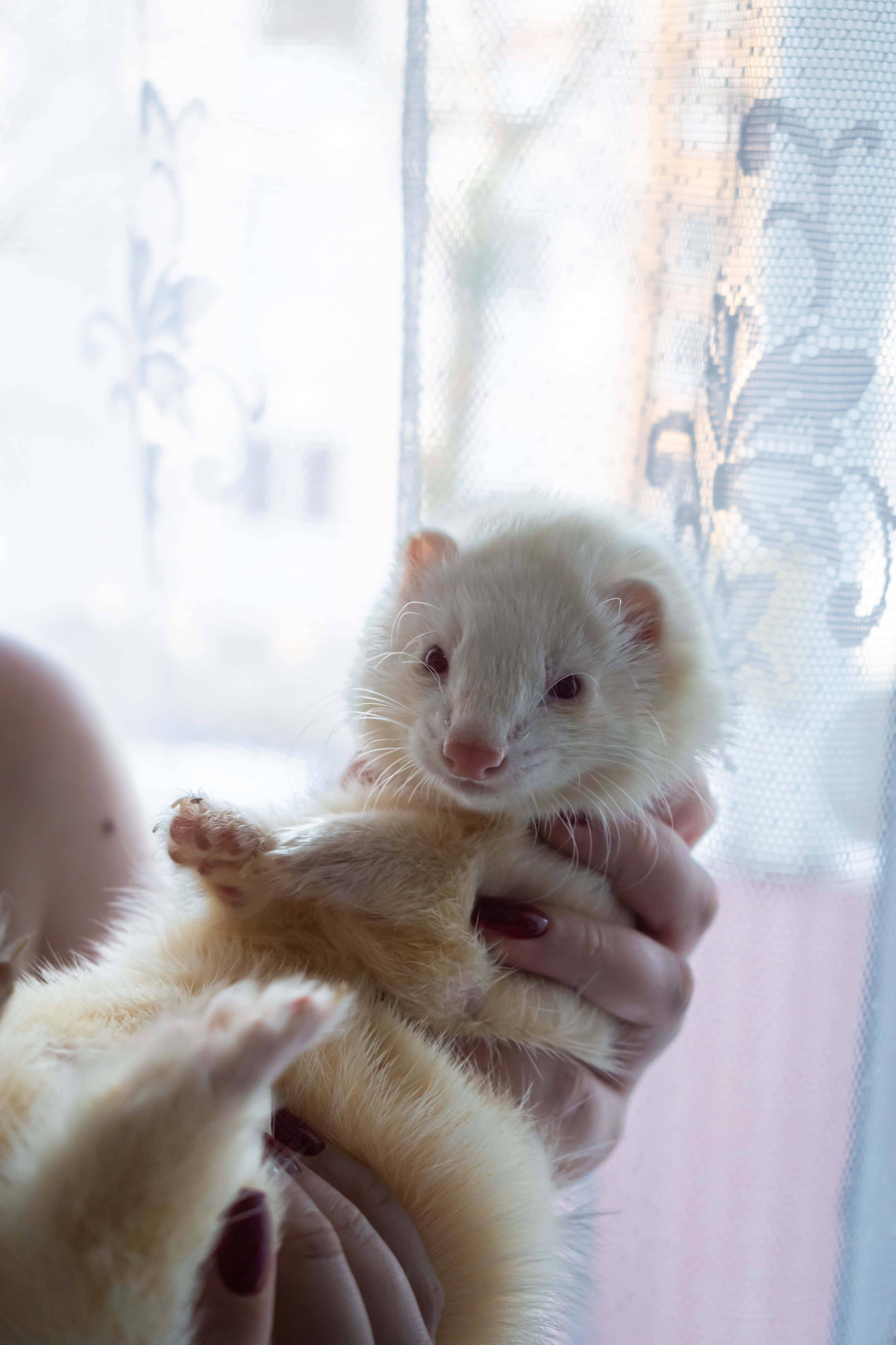 Ferret 桌布 壁紙 — 一隻毛茸茸的白色雪貂被輕輕抱在帶有深紅色指甲的手裡，靠近蕾絲窗簾，柔和的光線透進來。