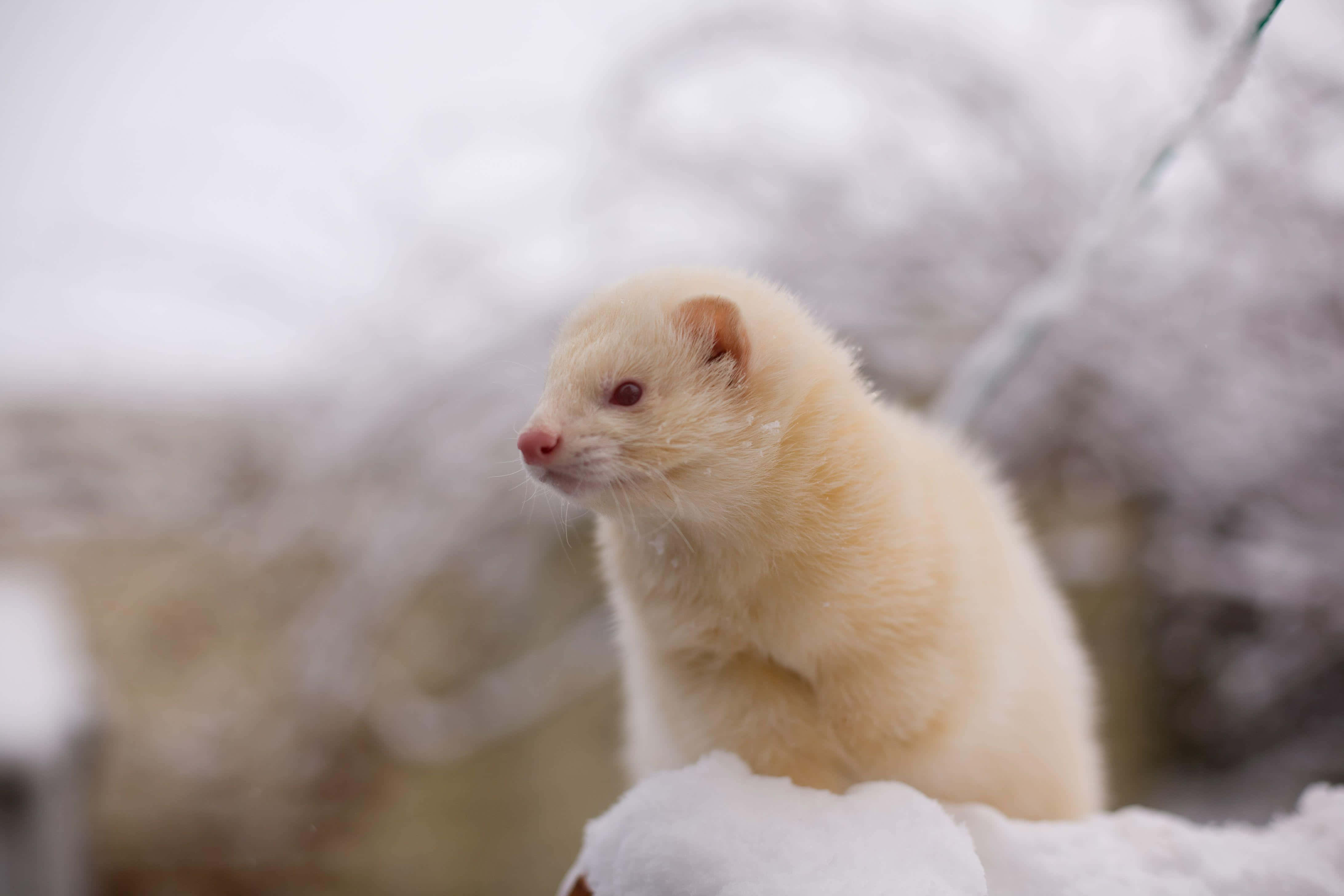 Ferret 桌布 壁紙 — 一隻毛茸茸的白色雪貂警覺地棲息在積雪的樹枝上，背景是柔和模糊的冬日景色。
