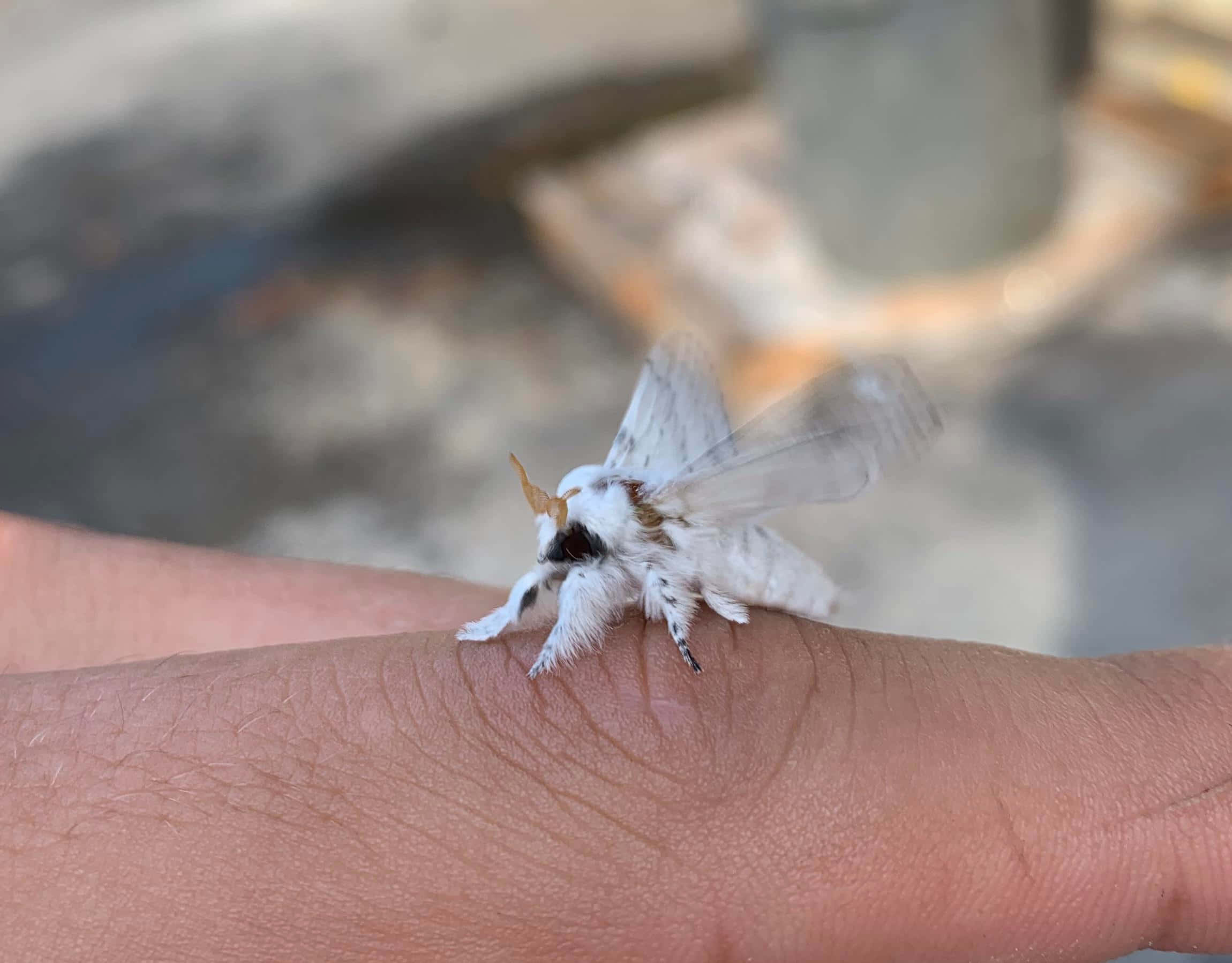 moth 桌布 壁紙 — 一隻毛茸茸的白色飛蛾，有著羽毛狀的翅膀，在模糊的戶外背景下，輕柔地停歇在人類的手上。