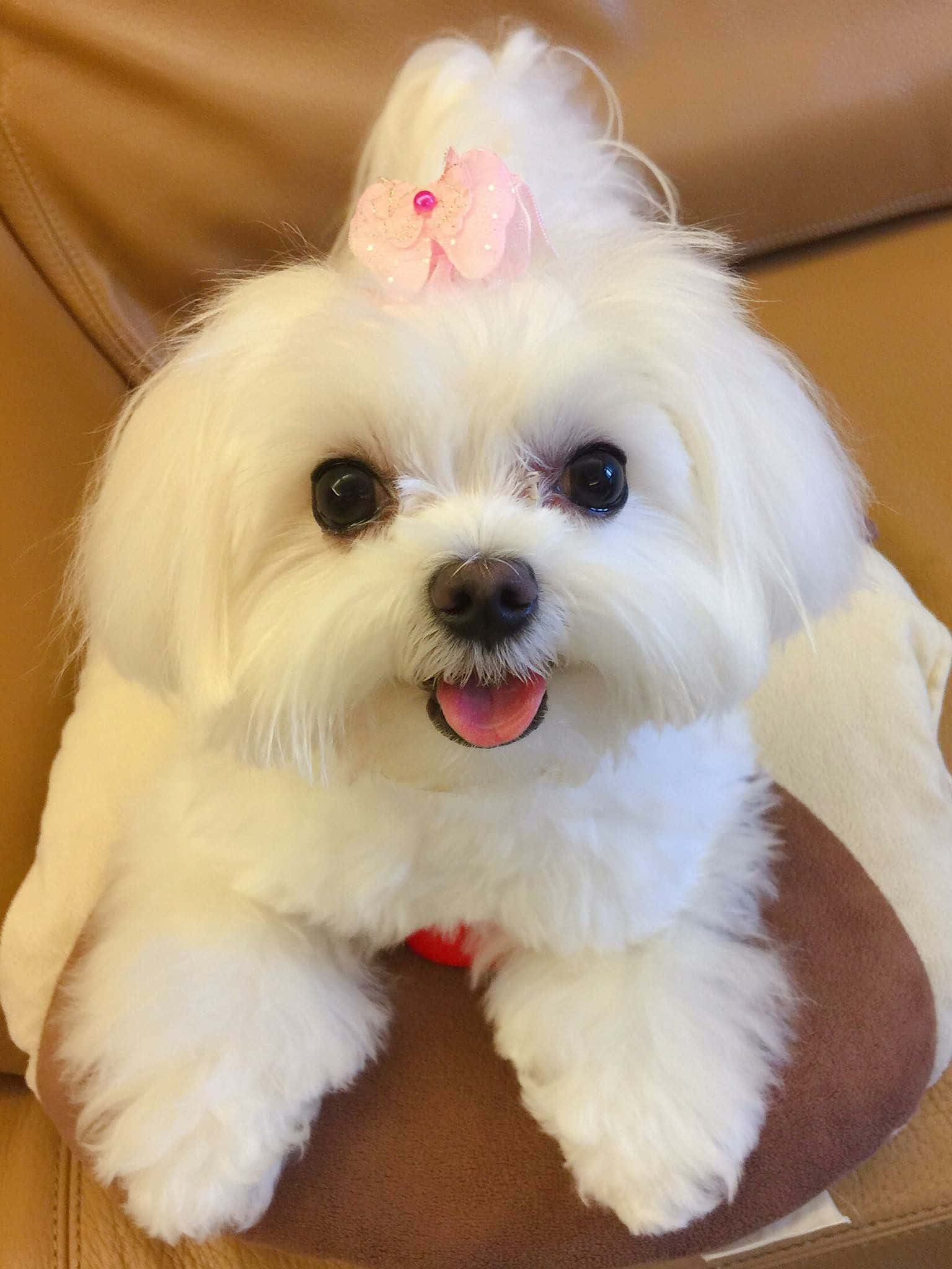 Maltese Puppy 桌布 壁紙 — 一隻毛茸茸的白色馬爾他犬，頭上戴著粉紅色蝴蝶結，開心地坐在棕色皮沙發上。