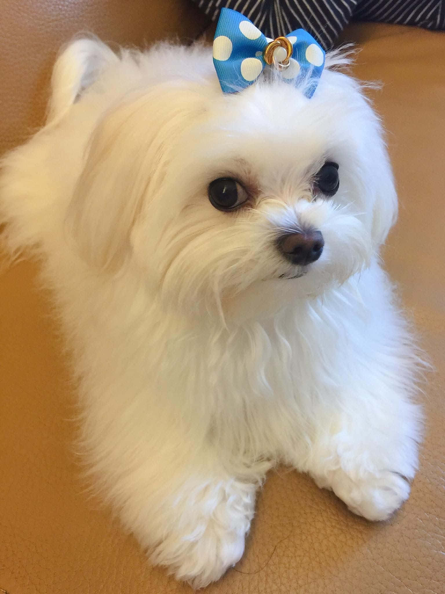 Maltese Puppy 桌布 壁紙 — 一隻毛茸茸的白色馬爾濟斯幼犬，戴著藍色圓點蝴蝶結，坐在棕褐色皮革沙發上，直視鏡頭。