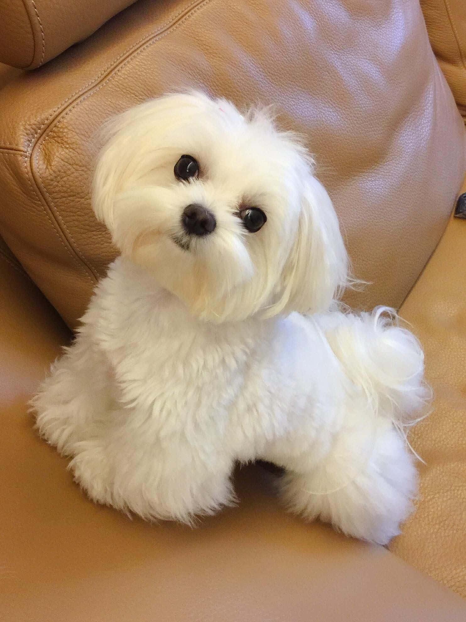 Maltese Puppy 桌布 壁紙 — 一隻毛茸茸的白色馬爾濟斯幼犬，用大大的黑眼睛可愛地坐在棕褐色皮沙發上。