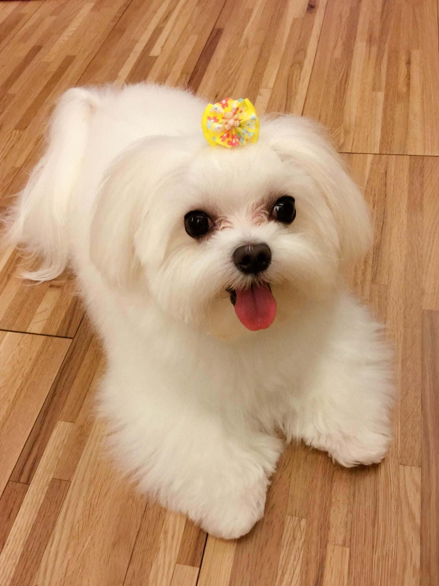 Maltese Puppy 桌布 壁紙 — 一隻毛茸茸的白色馬爾濟斯犬，頭上戴著彩色蝴蝶結，開心地坐在木地板上伸出舌頭。