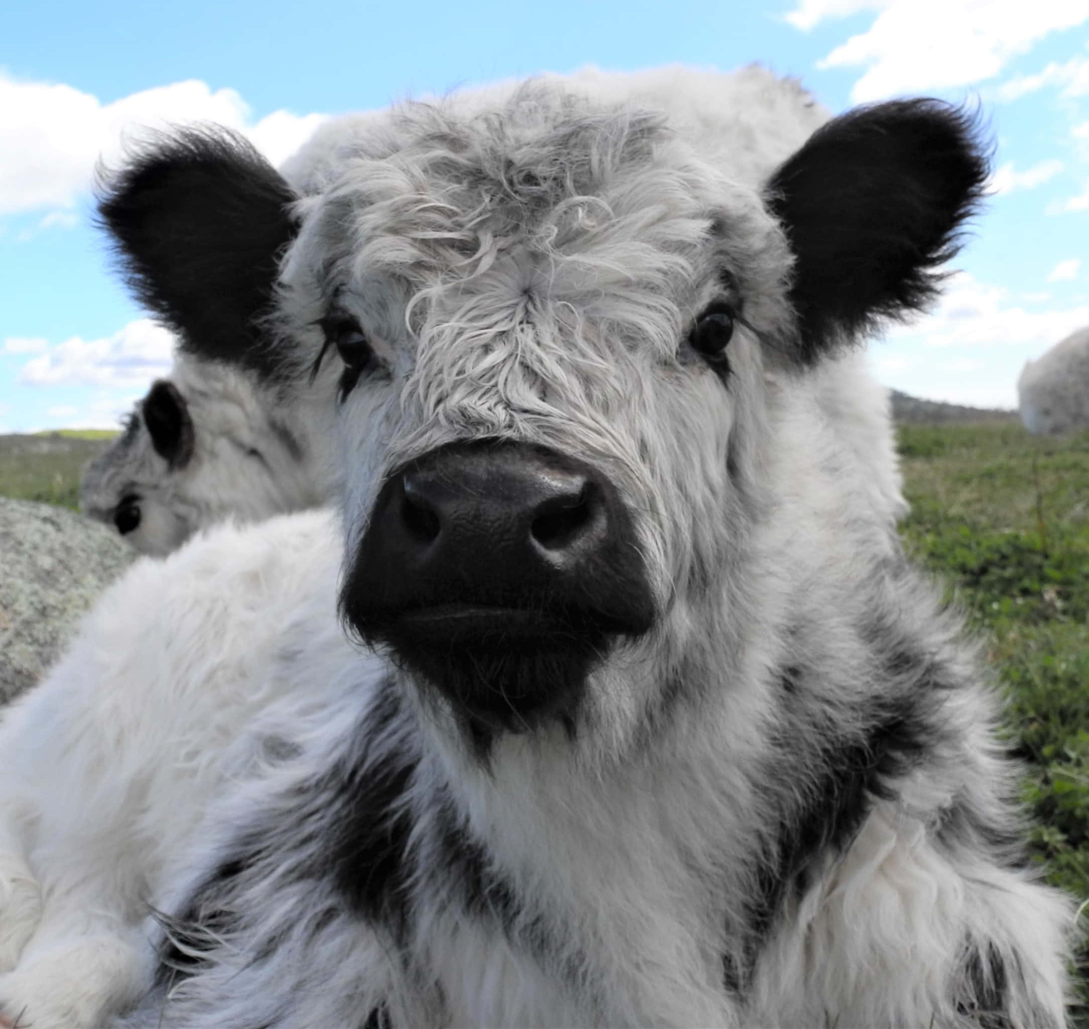 Black And White Cow 桌布 壁紙 — 一隻毛茸茸的白色高地小牛，有黑色耳朵和口鼻，在晴朗藍天下的草地上休息的特寫。
