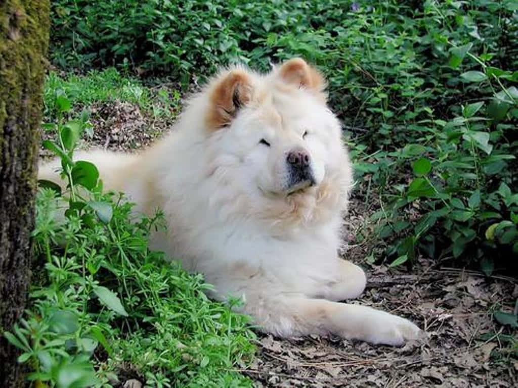 Chow Chow 桌布 壁紙 — 一隻毛茸茸的白色鬆獅犬在茂密的綠葉和長滿苔蘚的樹皮間閉著眼睛平靜地休息。