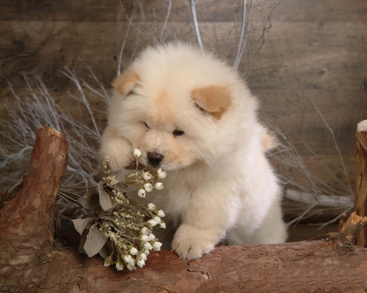 Chow Chow 桌布 壁紙 — 一隻毛茸茸的白色鬆獅犬幼犬輕輕嗅著一小束白色小花，棲息在粗糙的樹樁上。