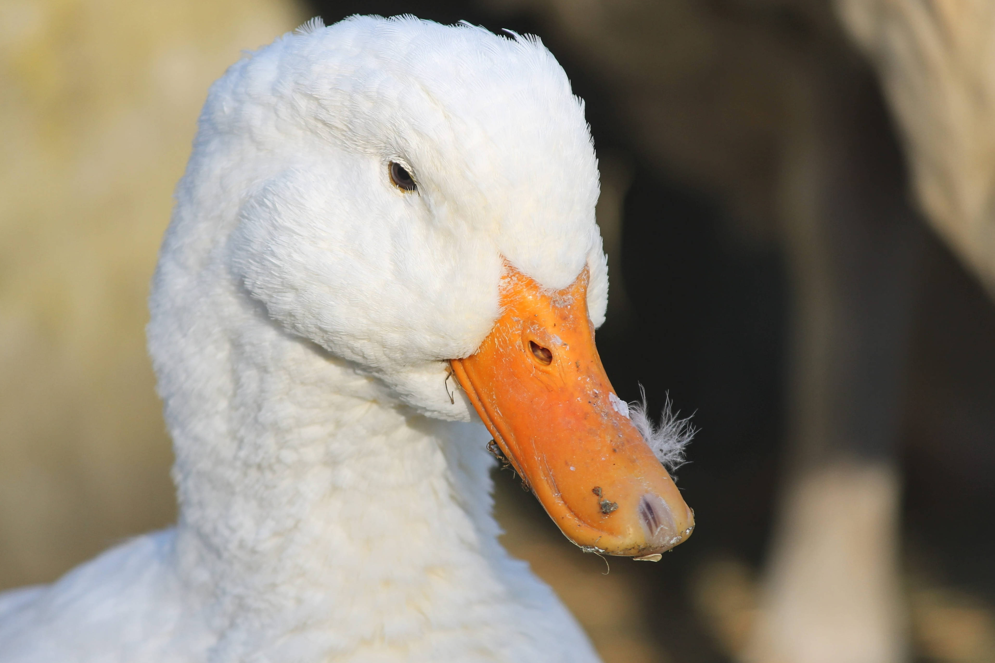 White Duck 桌布 壁紙 — 一隻毛茸茸的白色鴨子，有橙色喙，在柔和模糊的自然背景下平靜地凝視的特寫。