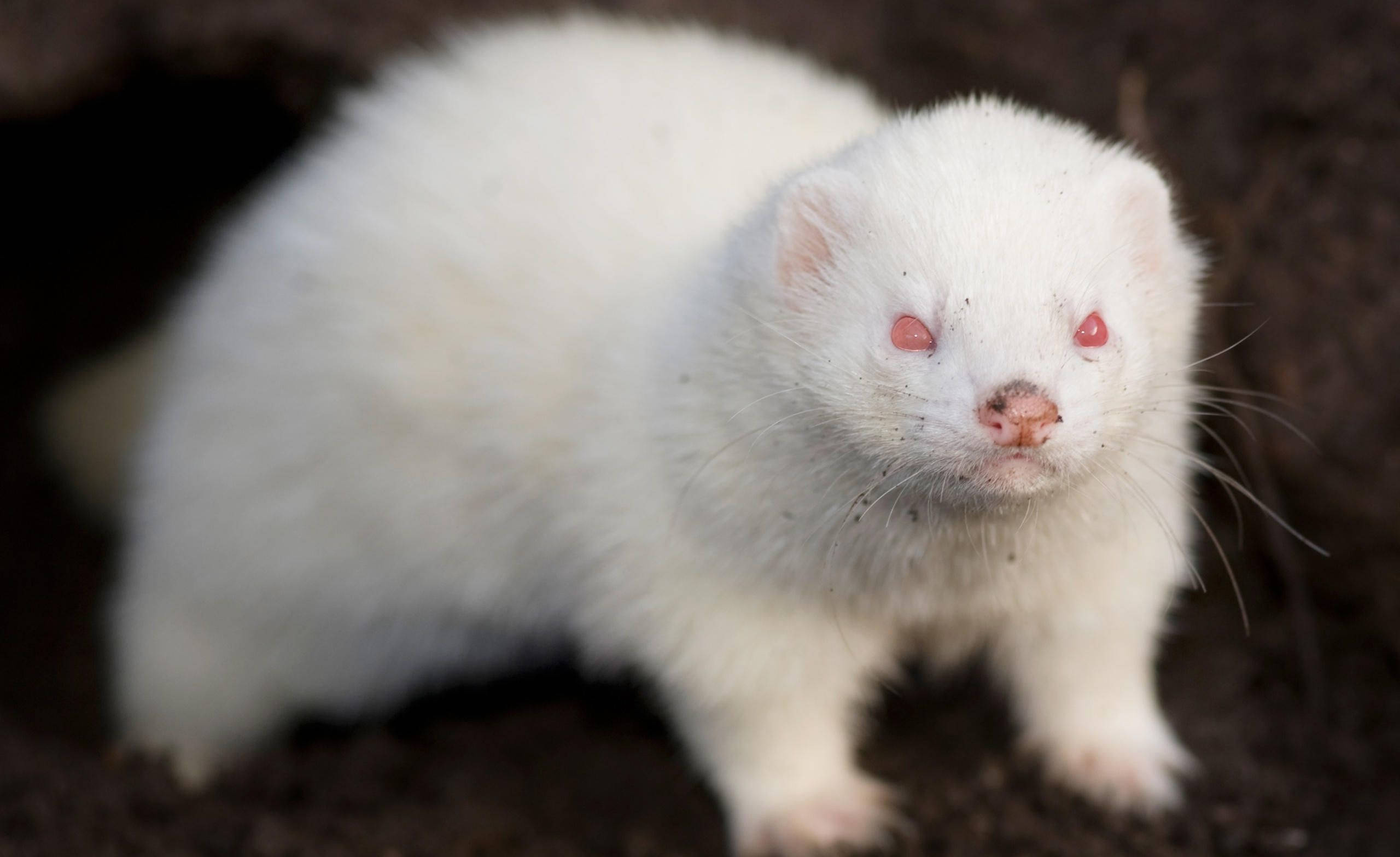 Ferret 桌布 壁紙 — 一隻毛茸茸的白色鼬鼠，粉紅色的眼睛和鼻子，警覺地站在黑暗的泥土上，皮毛在陰影背景下柔和地發光。