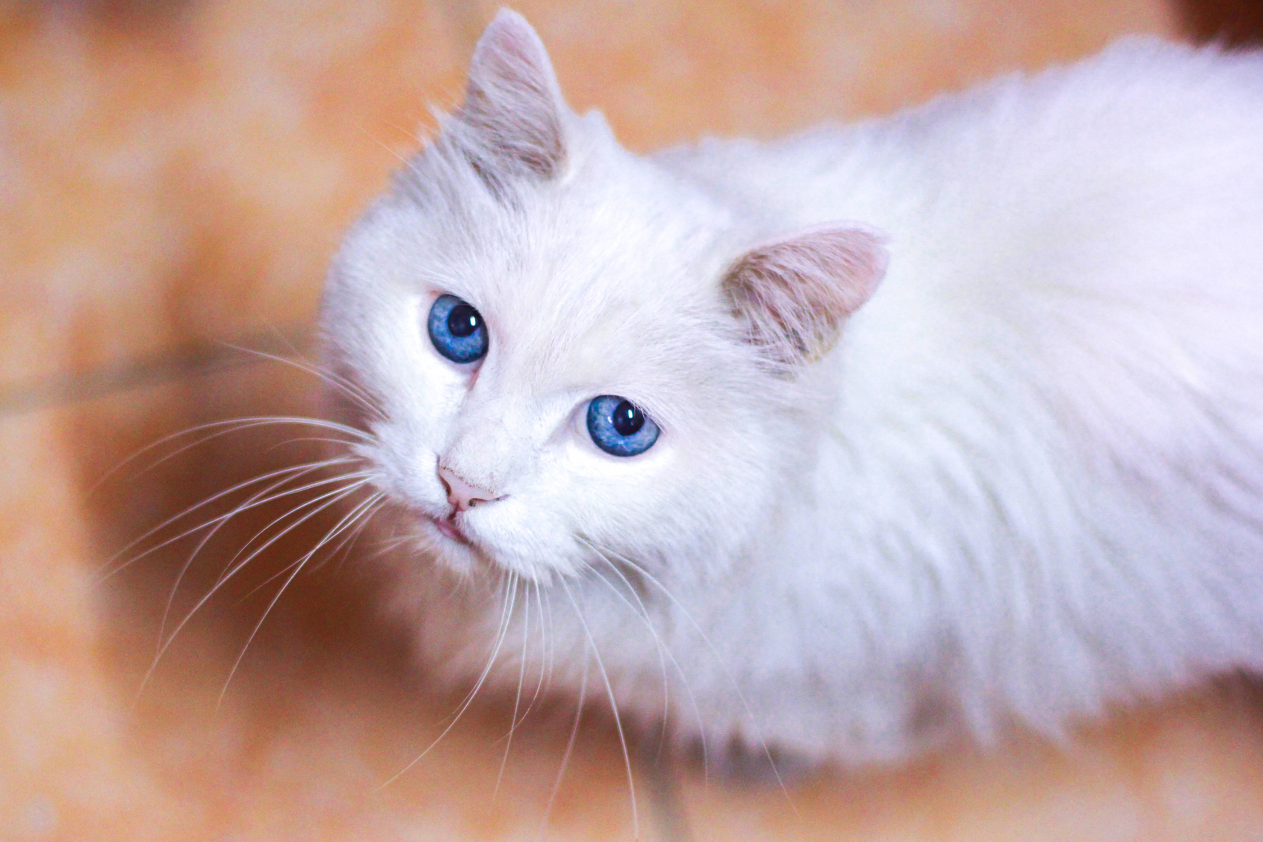 Cute Cat 桌布 壁紙 — 一隻毛茸茸的白貓，擁有引人注目的藍眼睛，好奇地看著鏡頭，背景是溫暖的橙色瓷磚。