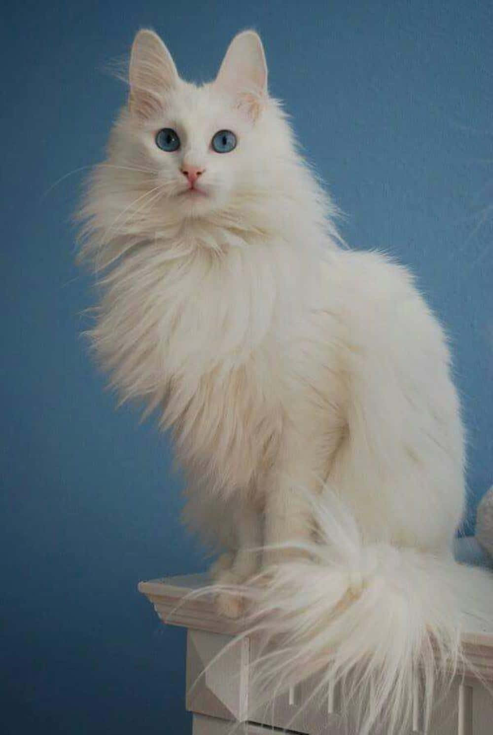 Turkish Angora 桌布 壁紙 — 一隻毛茸茸的白貓，擁有引人注目的藍色眼睛，威嚴地坐在白色窗台上，背景是純藍色。