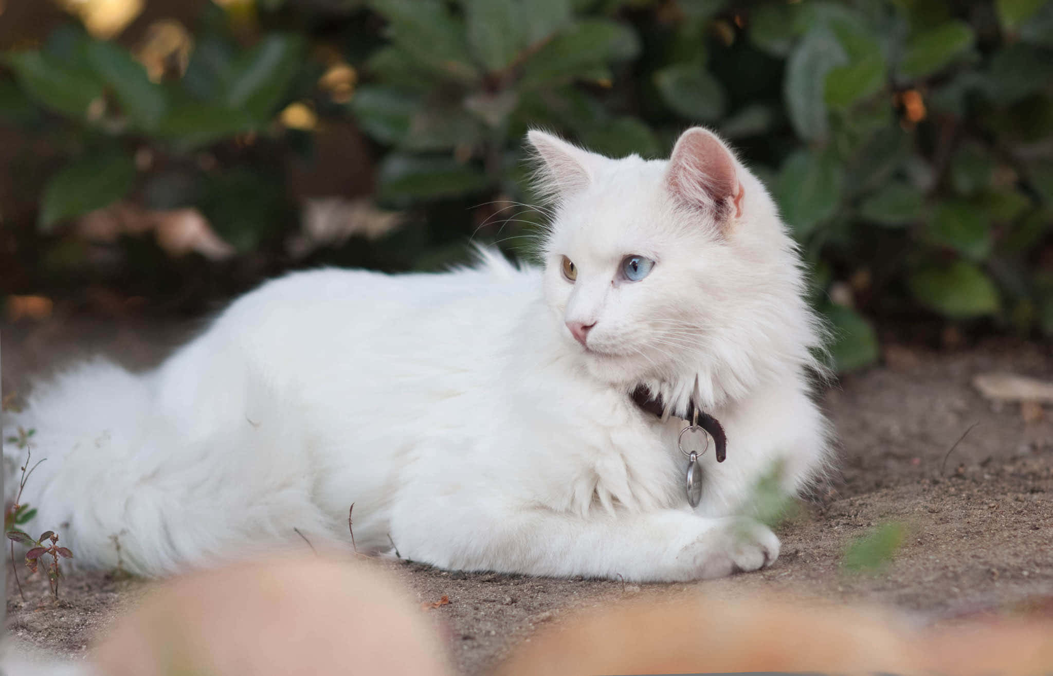 Turkish Angora 桌布 壁紙 — 一隻毛茸茸的白貓，擁有引人注目的藍眼睛，在泥土上平靜地休息，周圍環繞著綠色植物。