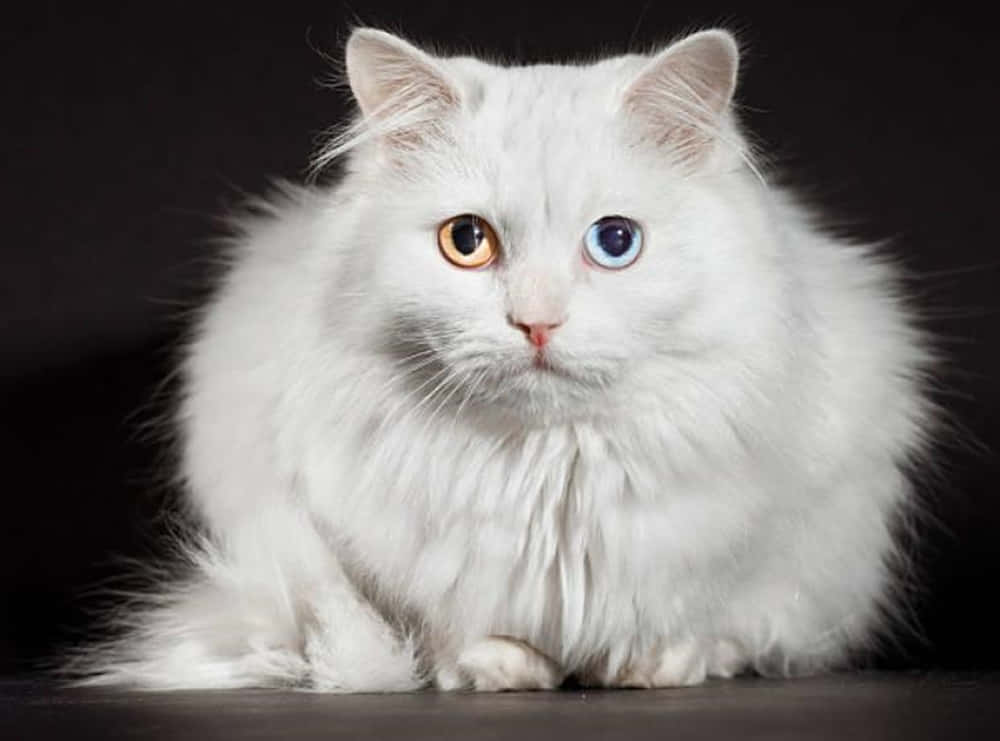 Turkish Angora 桌布 壁紙 — 一隻毛茸茸的白貓，擁有引人注目的異色瞳，一隻是琥珀色，一隻是藍色，在純黑背景前優雅地坐著。