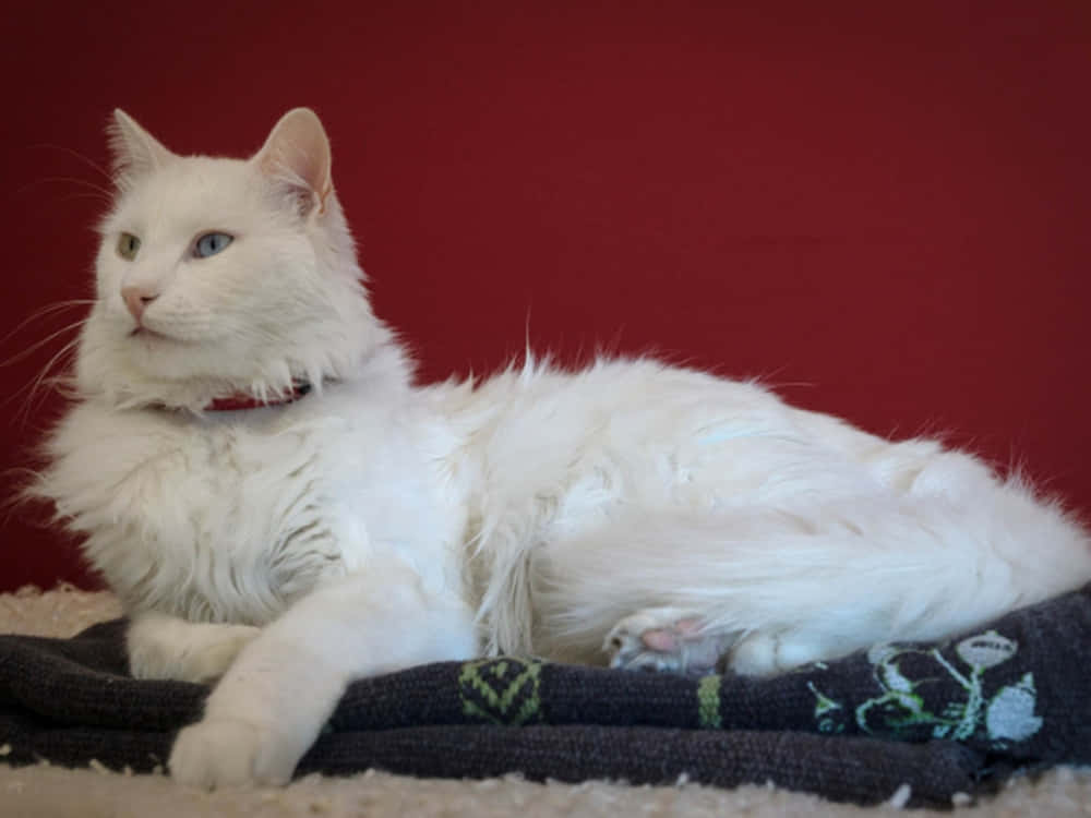 Turkish Angora 桌布 壁紙 — 一隻毛茸茸的白貓，擁有引人注目的藍眼睛，高貴地躺在一張有圖案的毯子上，背景是深紅色的牆壁。