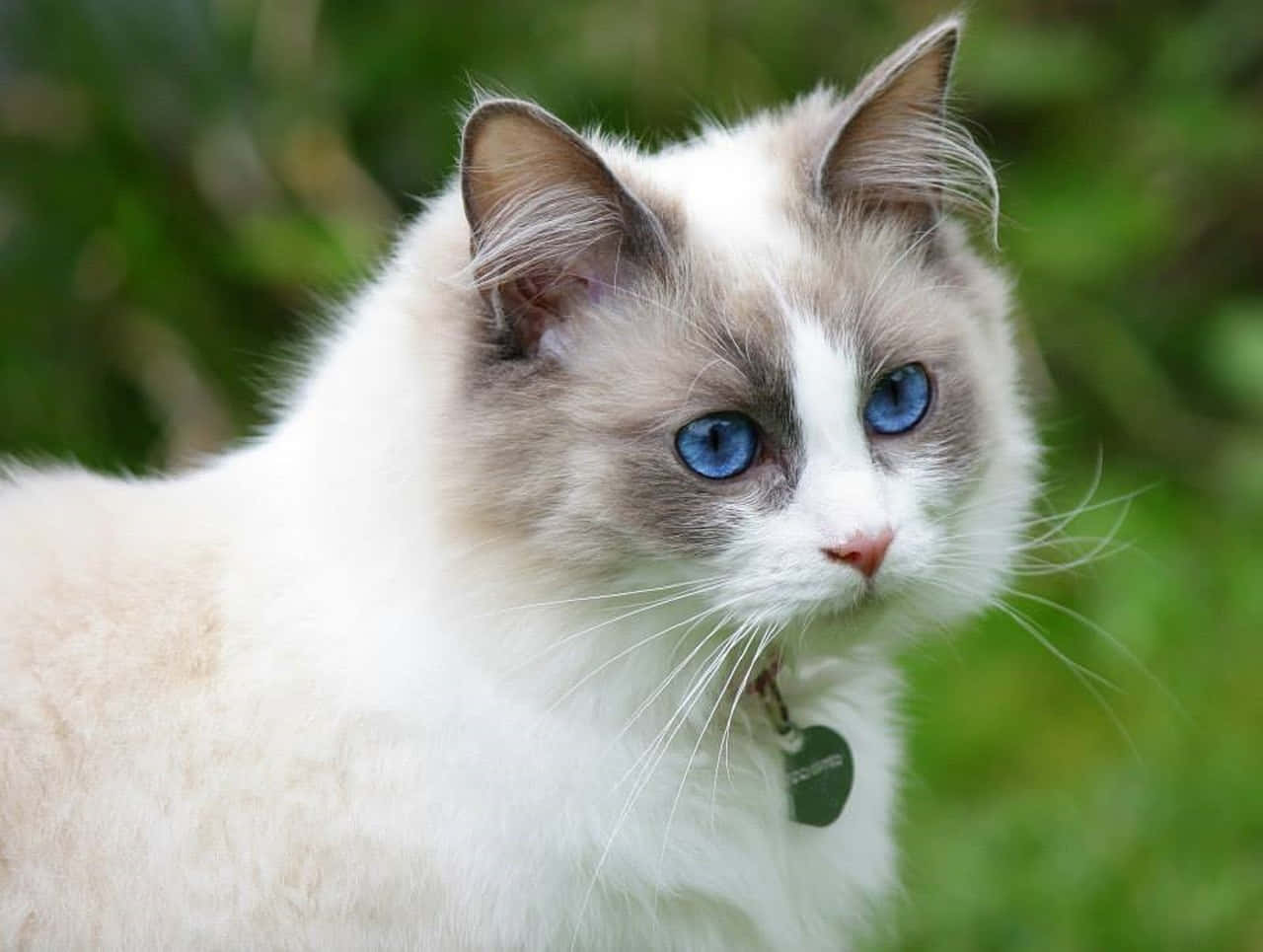 Ragdoll 桌布 壁紙 — 一隻毛茸茸的白貓，擁有引人注目的藍色眼睛，項圈上有綠色標籤，背景是柔和的綠色模糊效果。