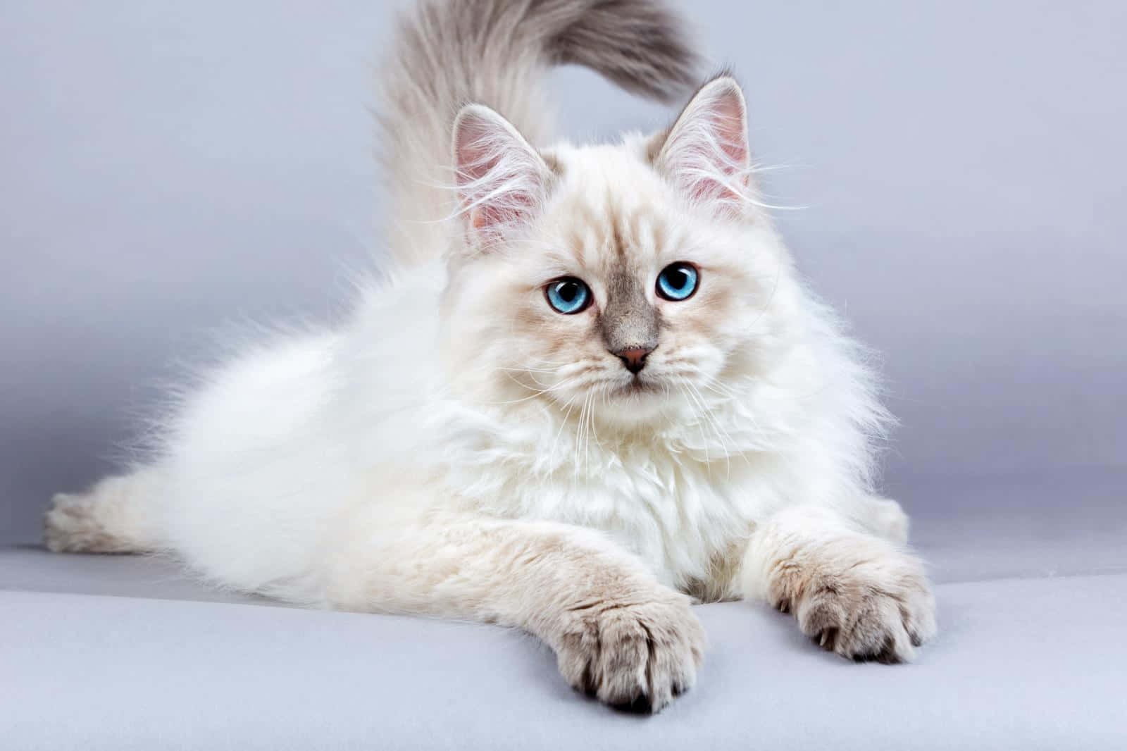Siberian Cat 桌布 壁紙 — 一隻毛茸茸的白貓，擁有引人注目的藍眼睛，優雅地靠在柔和的灰色背景上。