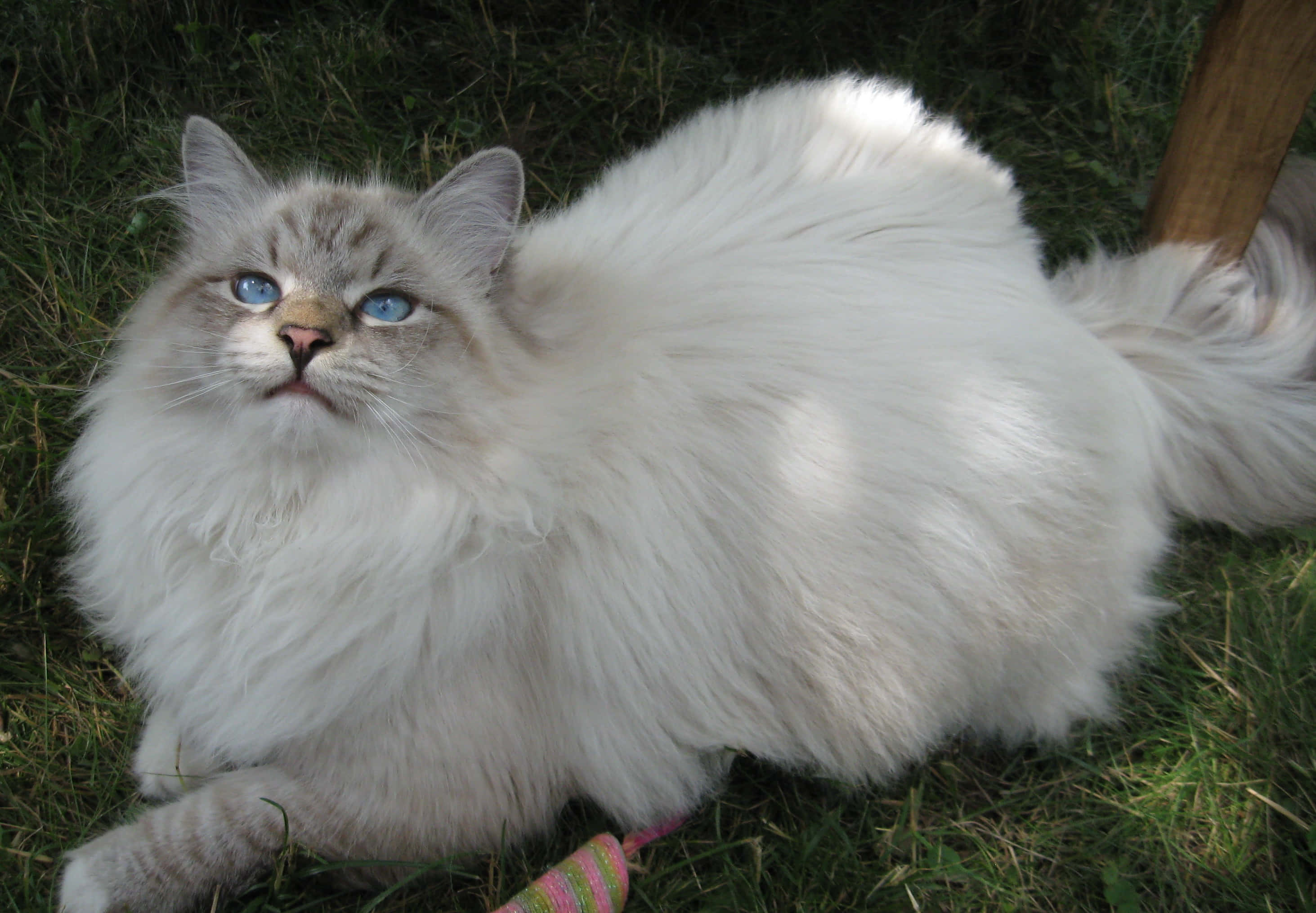 Siberian Cat 桌布 壁紙 — 一隻毛茸茸的白貓，擁有引人注目的藍色眼睛，躺在綠草地上，帶著平靜的表情向上凝視。