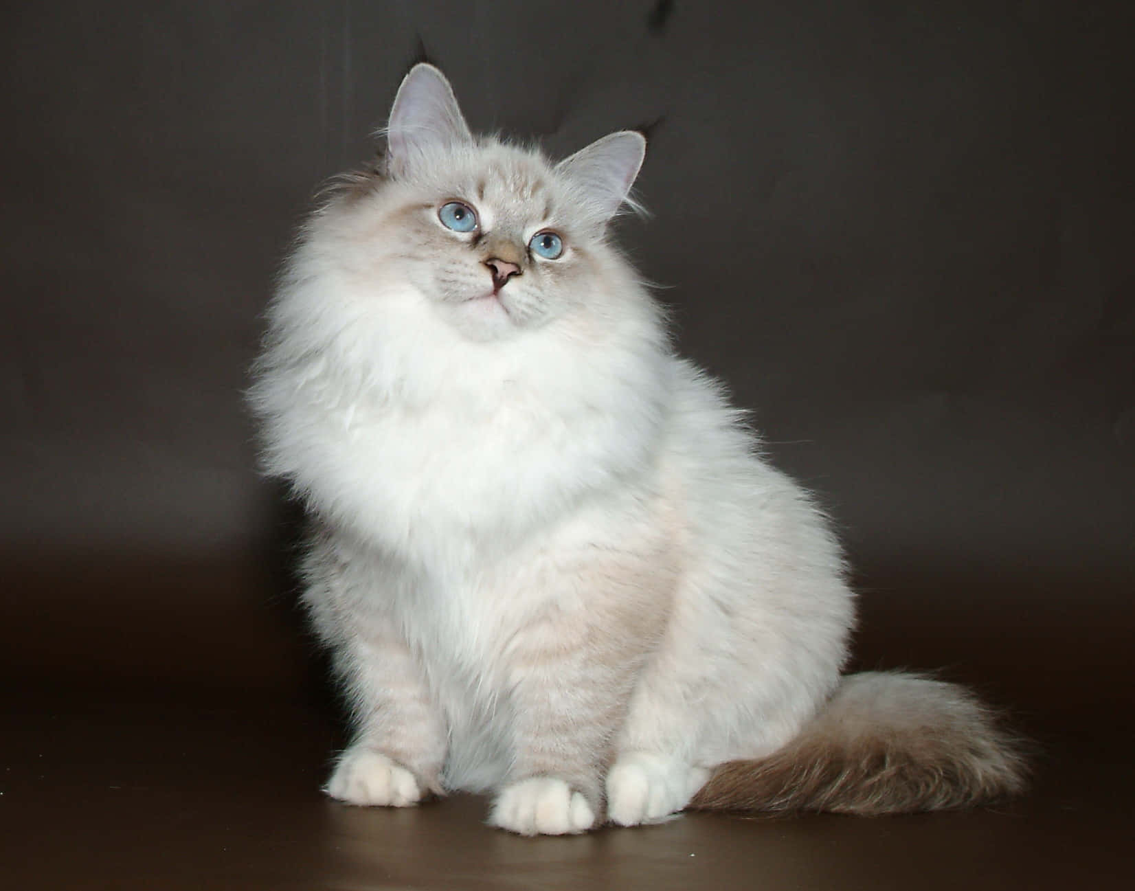Siberian Cat 桌布 壁紙 — 一隻毛茸茸的白貓，擁有引人注目的藍色眼睛，在黑暗背景下保持平衡地坐著，牠的毛髮在攝影棚燈光下柔和地發光。
