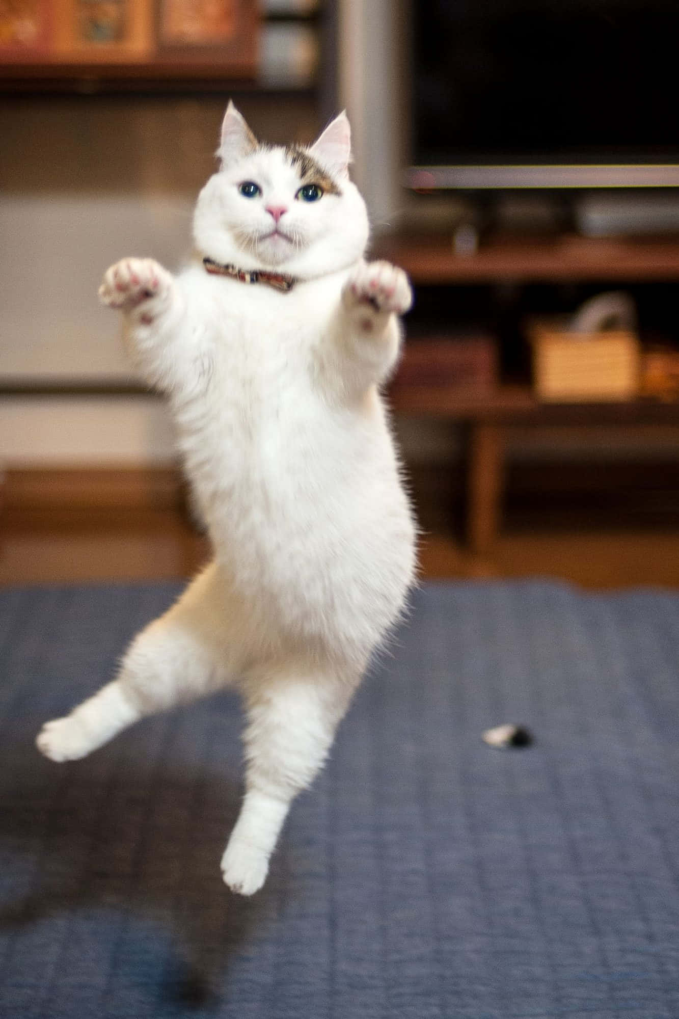 Munchkin Cat 桌布 壁紙 — 一隻毛茸茸的白貓，擁有異色瞳，在舒適的客廳中，於藍色地毯上方伸爪騰空躍起。