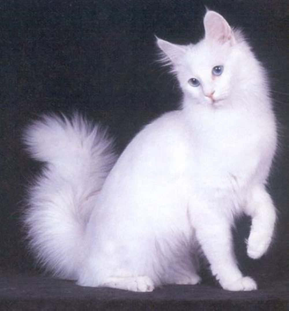 Turkish Angora 桌布 壁紙 — 一隻毛茸茸的白貓，有著引人注目的藍色眼睛，在深色背景前優雅地蜷曲著蓬鬆的尾巴，姿態平衡。
