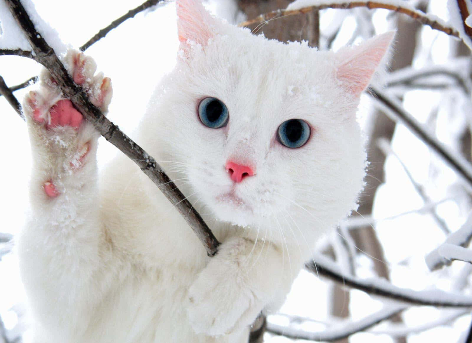 Cute Cat 桌布 壁紙 — 一隻毛茸茸的白貓，有著引人注目的藍眼睛，緊緊抓住冬日森林中一條積雪的樹枝。