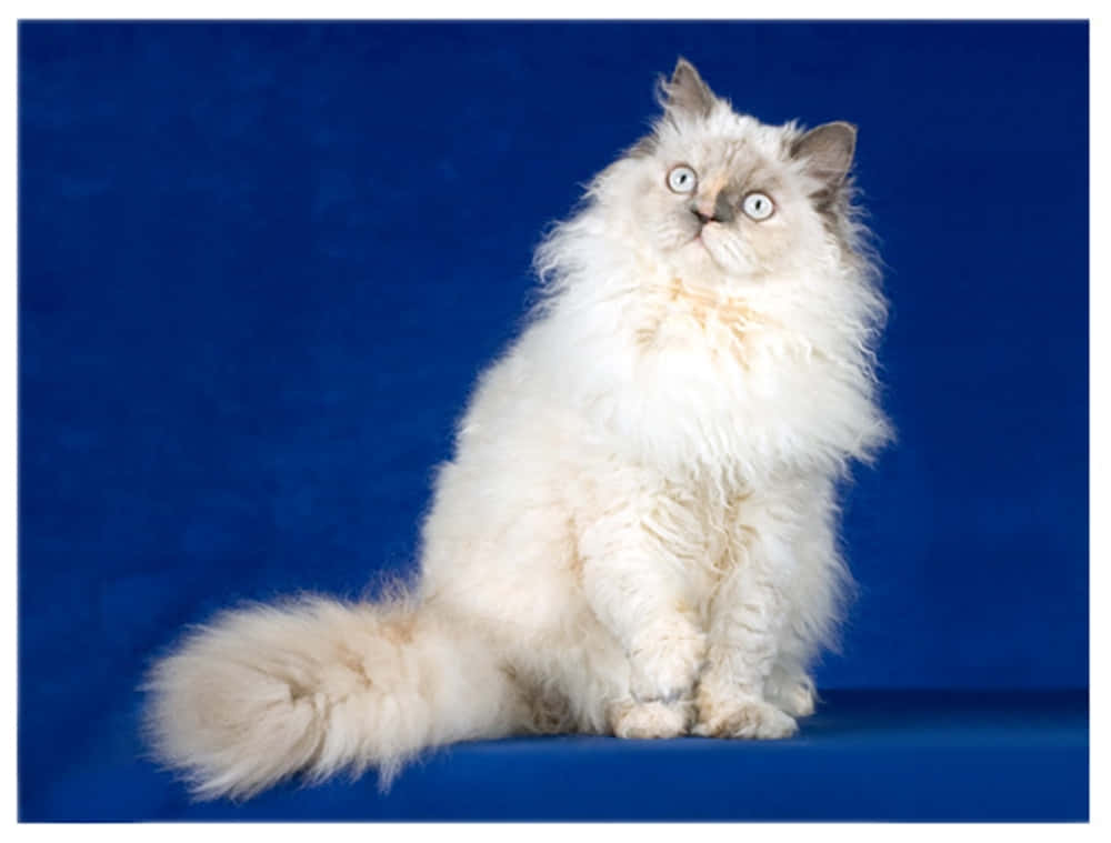 Selkirk Rex 桌布 壁紙 — 一隻毛茸茸的白貓，有著引人注目的藍色眼睛，端坐在深藍色攝影棚背景前。