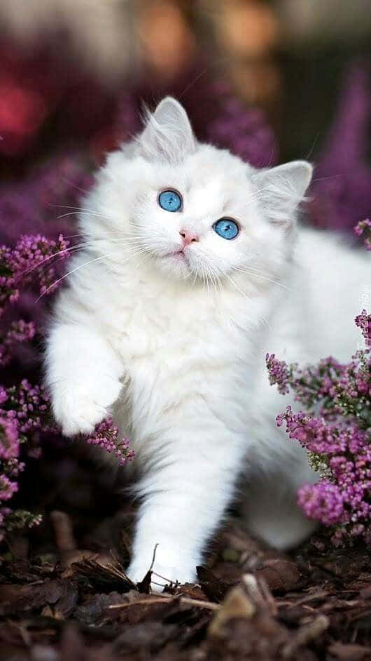 Cute Cat 桌布 壁紙 — 一隻毛茸茸的白貓，有著引人注目的藍眼睛，站在紫花叢中，腳下是落葉鋪成的地毯。