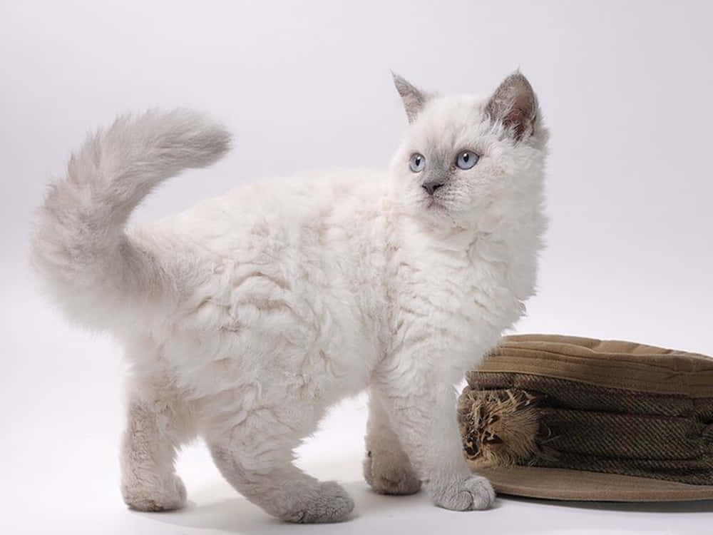 Selkirk Rex 桌布 壁紙 — 一隻毛茸茸的白貓，有著引人注目的藍色眼睛，警覺地站在一個棕色紋理抓柱旁邊，背景是純白色。