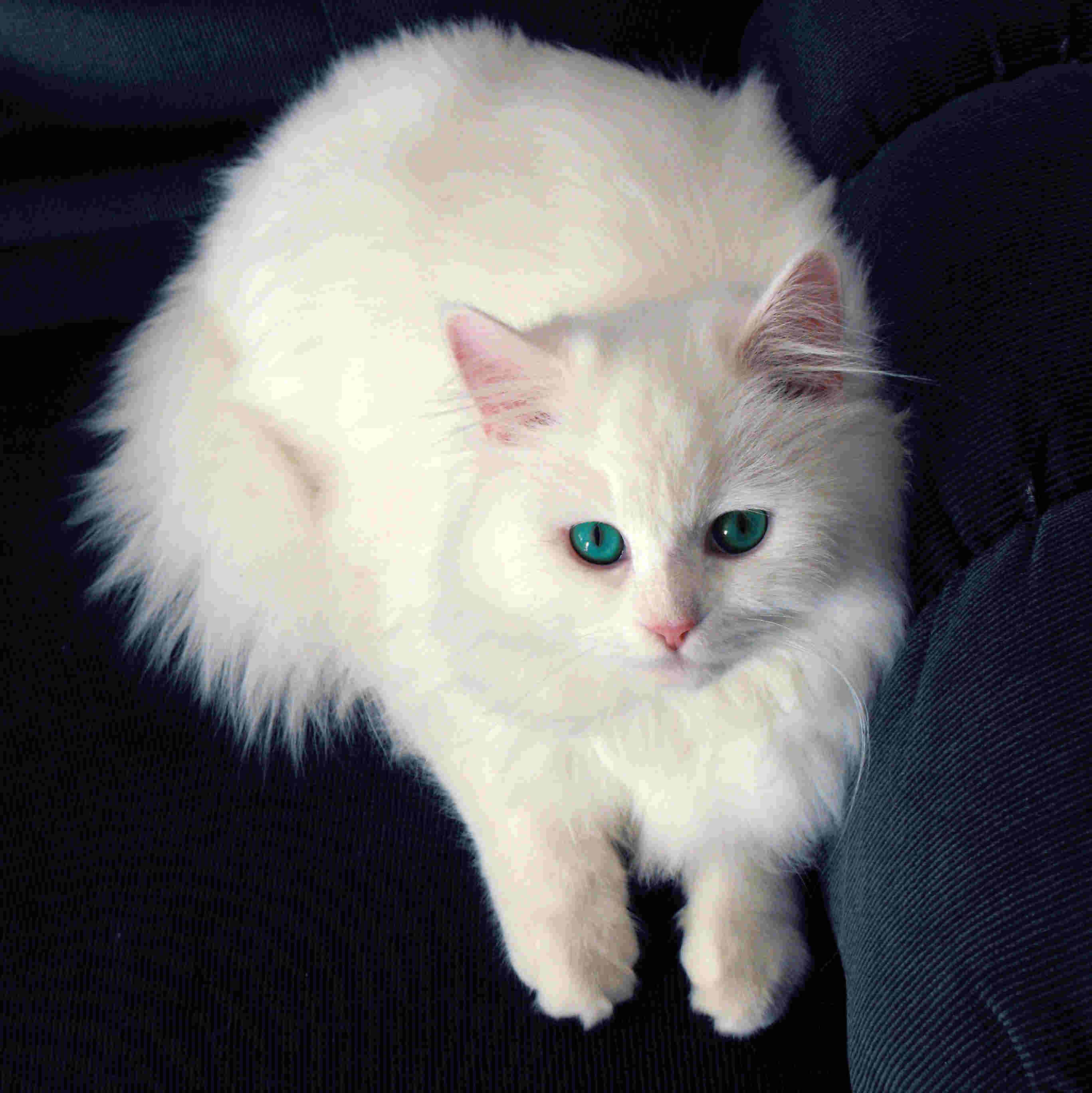 Beautiful Cats 桌布 壁紙 — 一隻毛茸茸的白貓，有著引人注目的綠色眼睛，警覺地坐在深色紋理表面上。