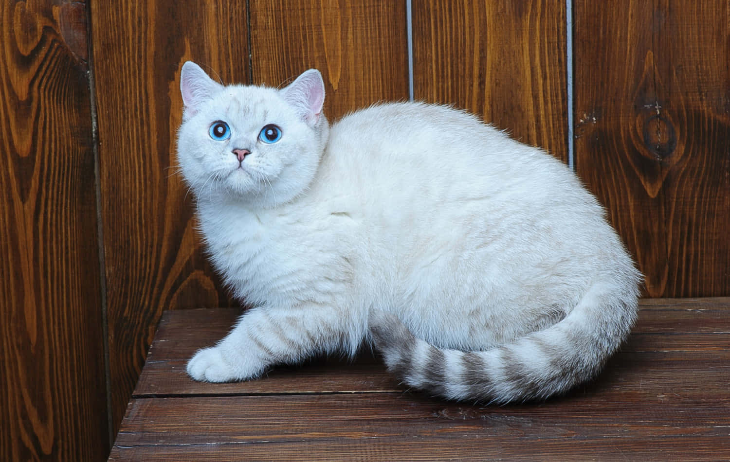 Brazilian Shorthair 桌布 壁紙 — 一隻毛茸茸的白貓，有著引人注目的藍眼睛，平靜地坐在一張與木牆相配的鄉村風格木長椅上。