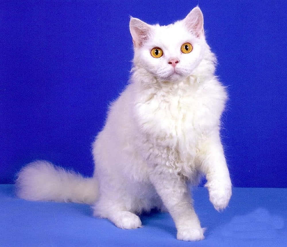 Selkirk Rex 桌布 壁紙 — 一隻毛茸茸的白貓，有著明亮的黃色眼睛，端坐在純藍色背景前。